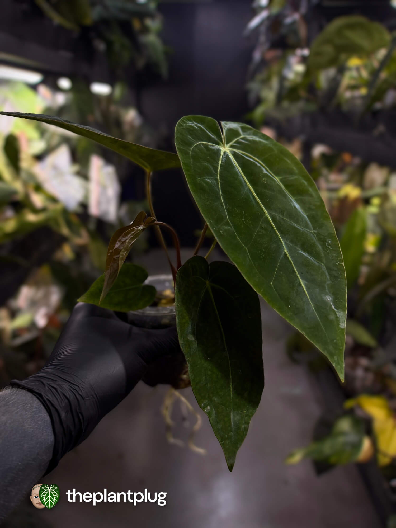 Anthurium #Hecate • ('Blackx' x 'Hoffx') x dressleri (ex. LAS)