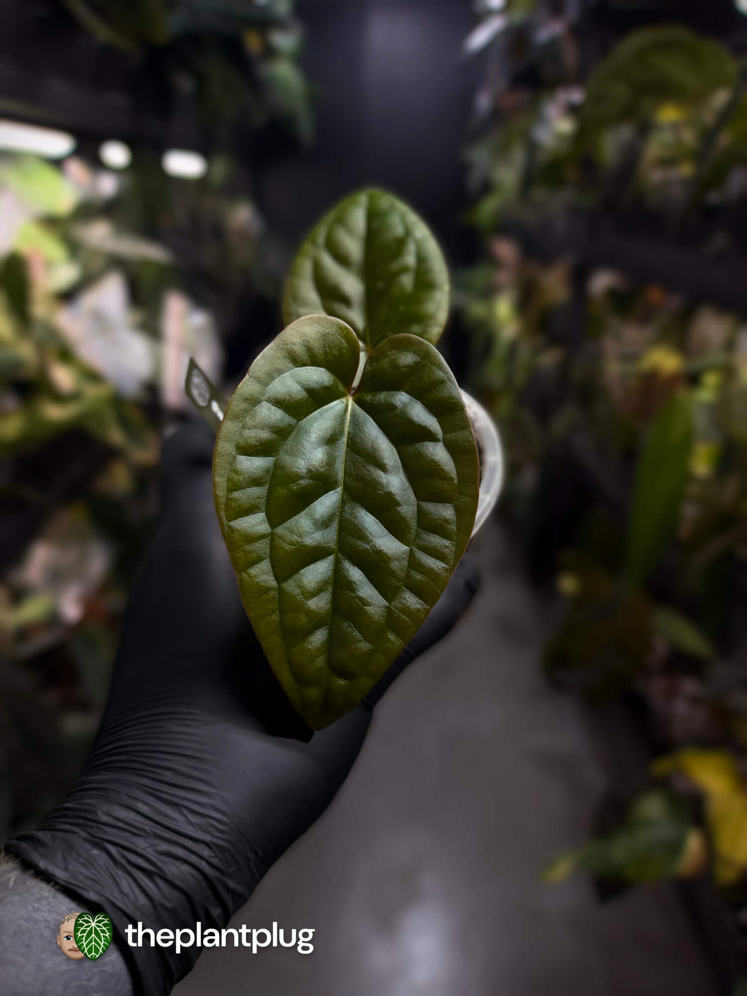 Anthurium ((pap x dress) x 'Waddle Noid') x luxurians