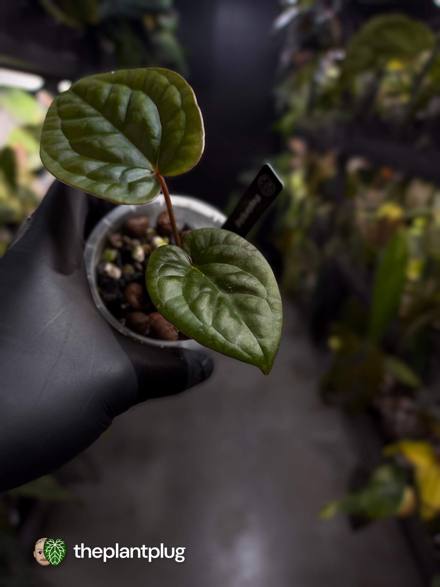 Anthurium ((pap x dress) x 'Waddle Noid') x luxurians