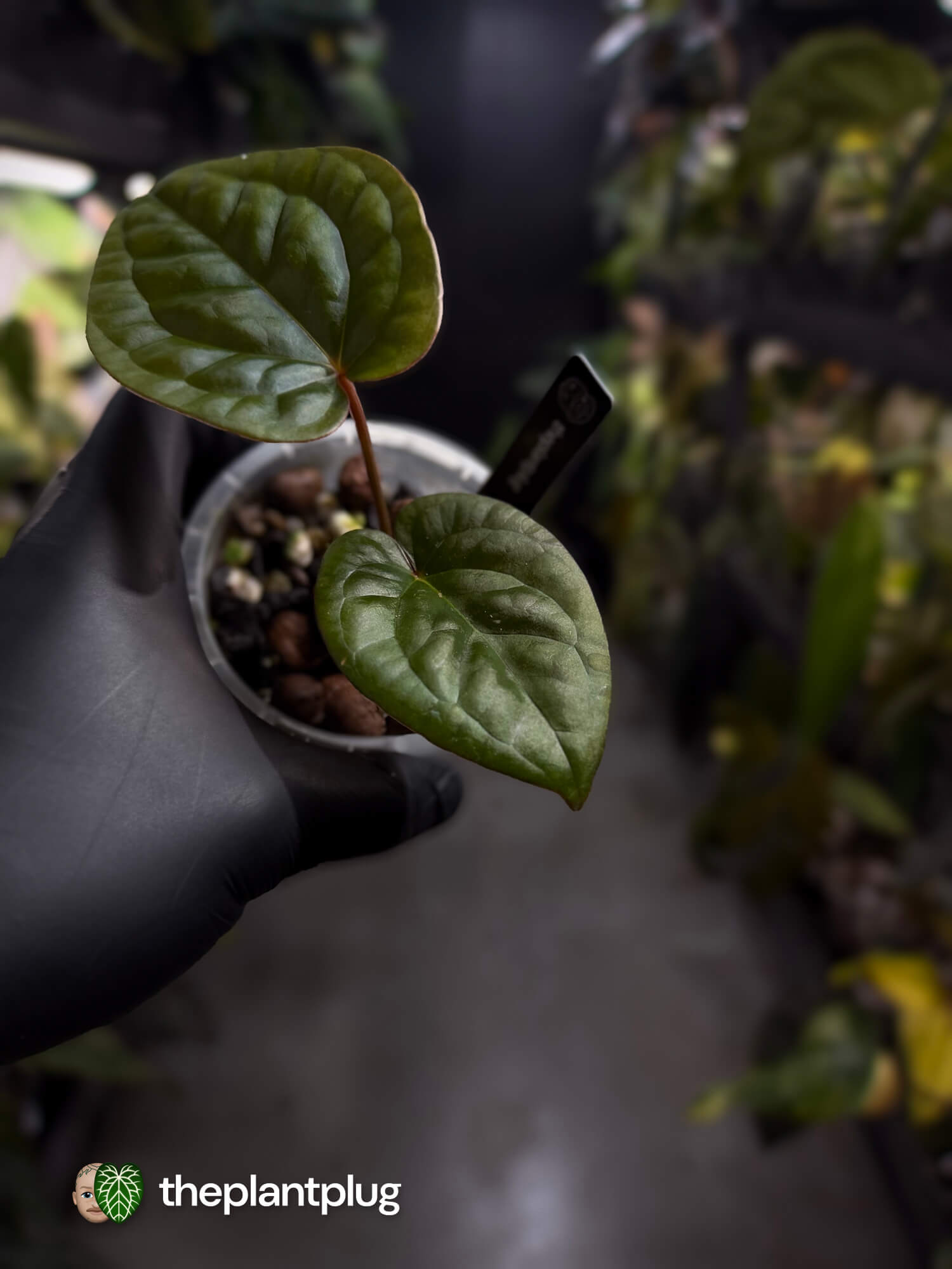 Anthurium ((pap x dress) x 'Waddle Noid') x luxurians