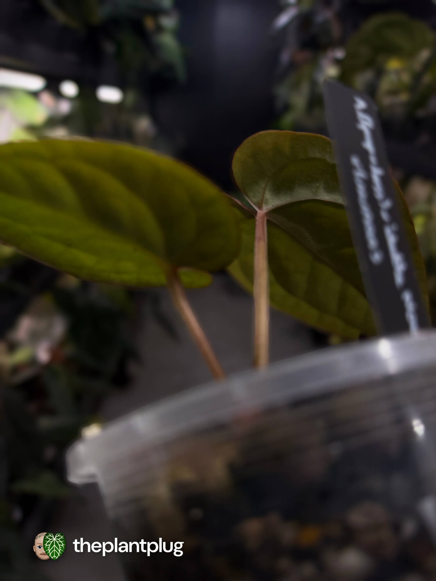 Anthurium ((pap x dress) x 'Waddle Noid') x luxurians