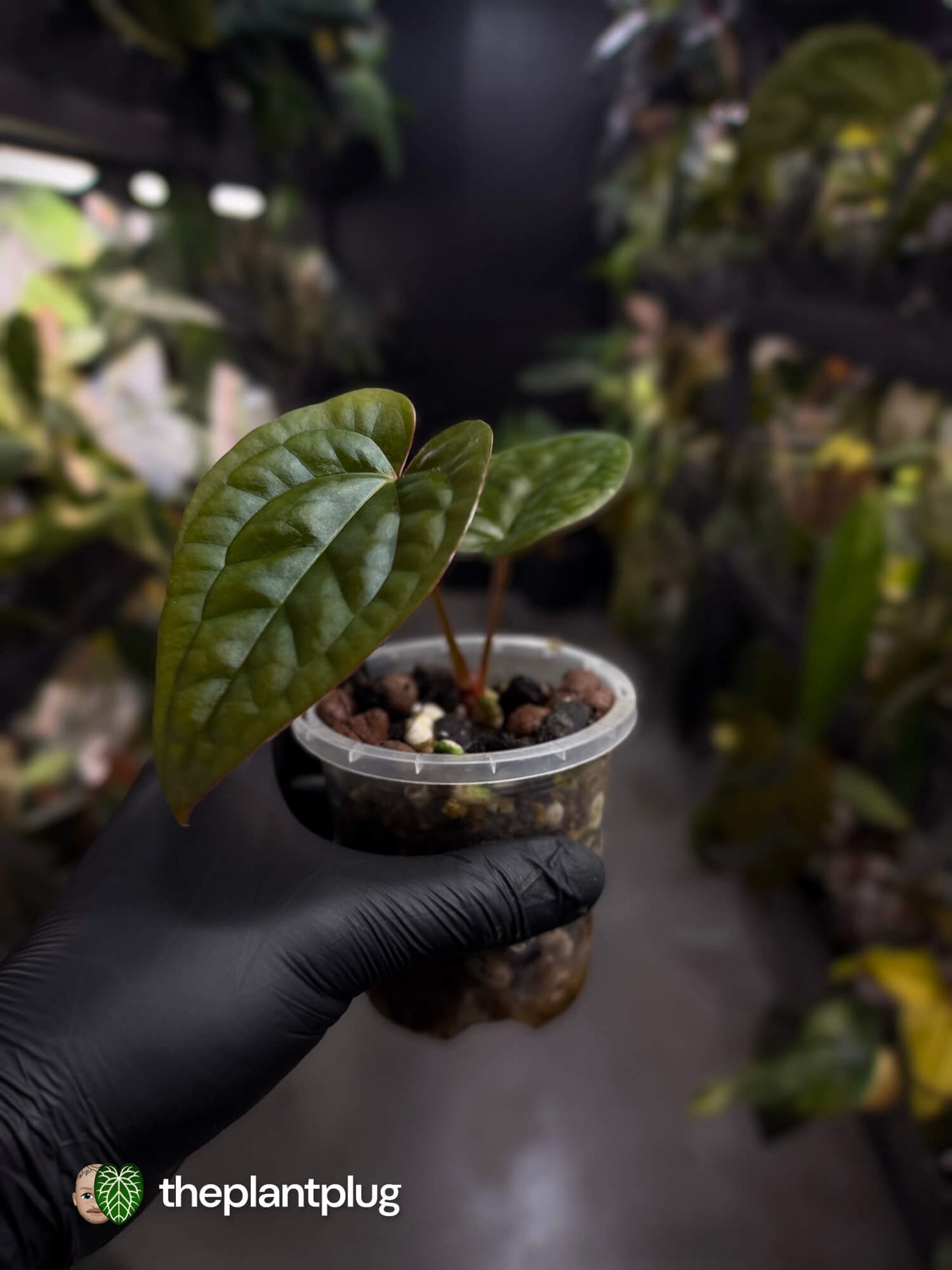Anthurium ((pap x dress) x 'Waddle Noid') x luxurians