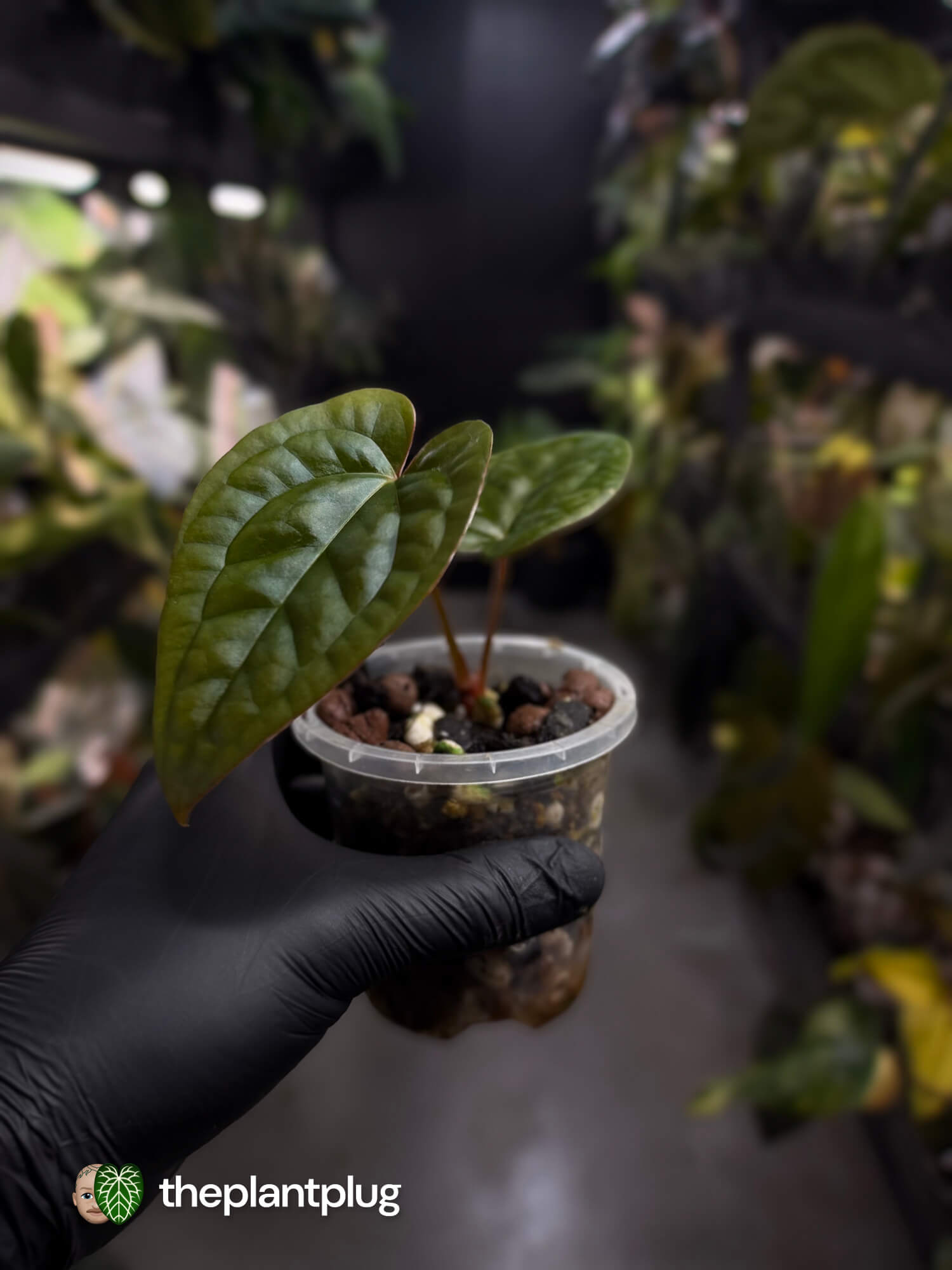 Anthurium ((pap x dress) x 'Waddle Noid') x luxurians