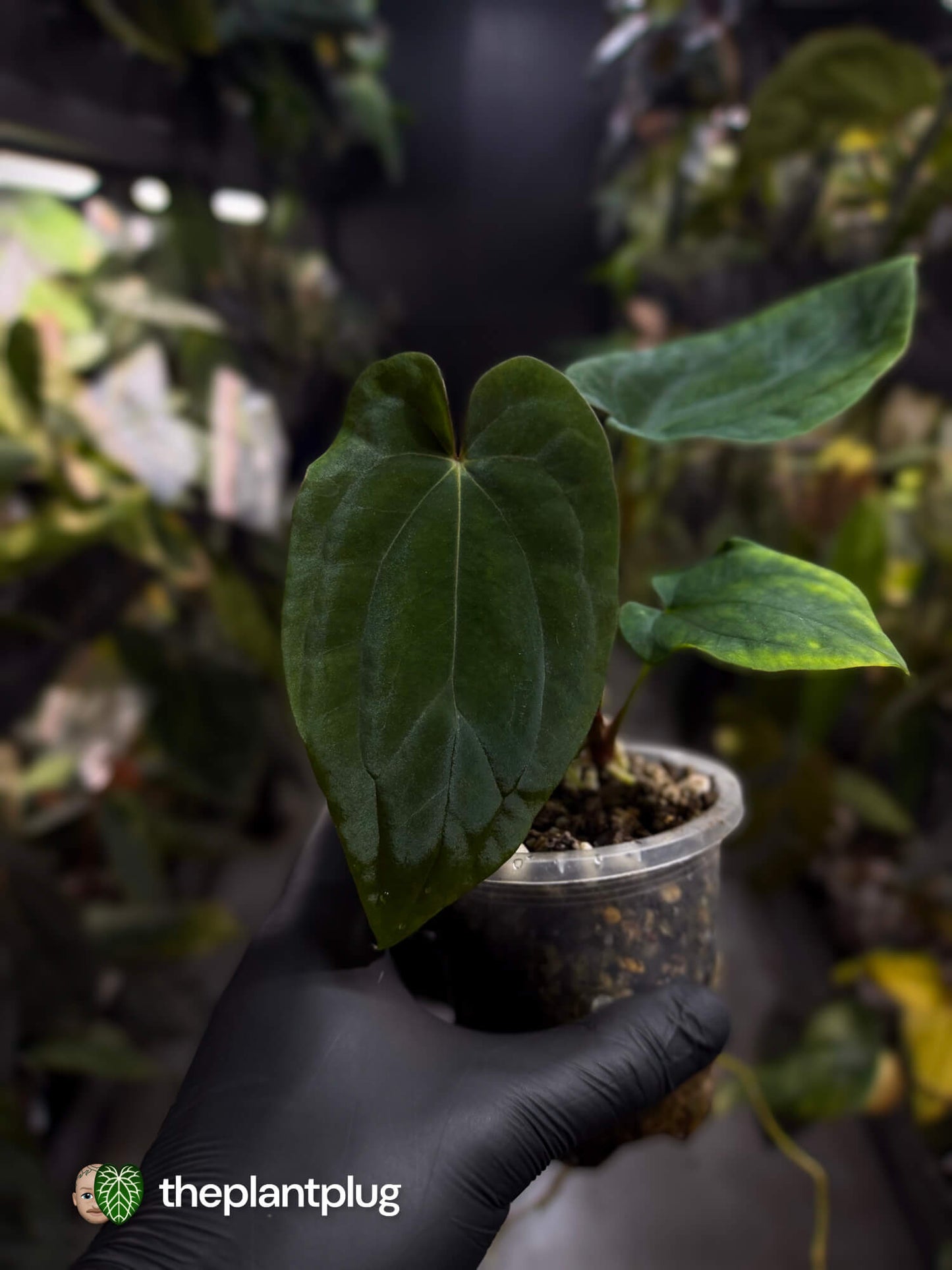 Anthurium antolakii (ex. Tezula) x self