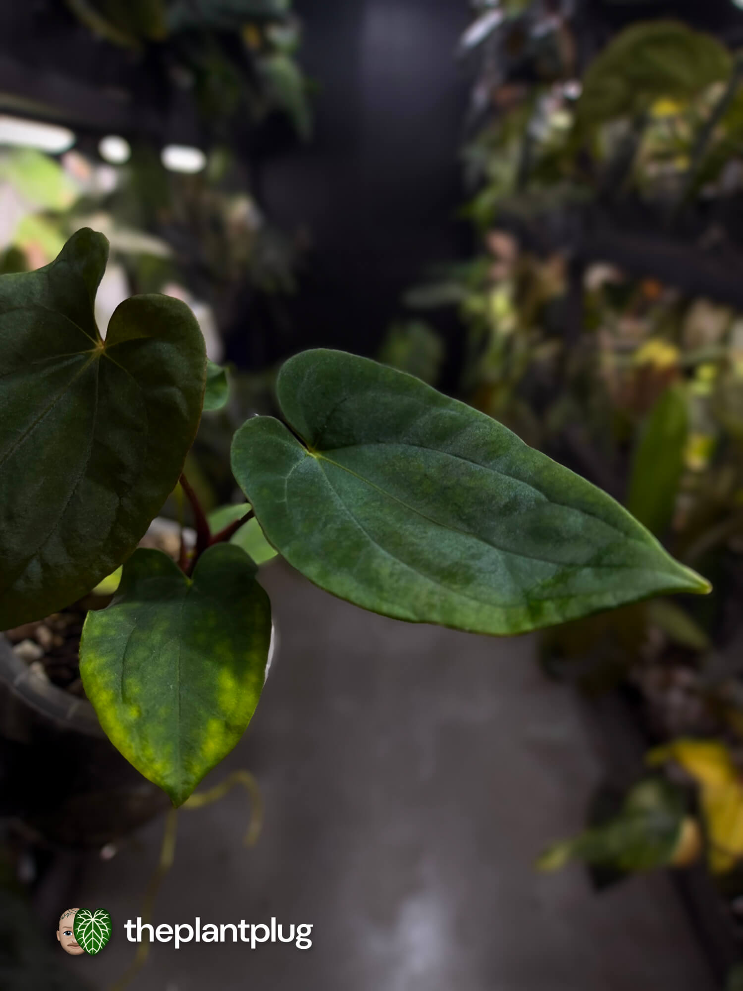 Anthurium antolakii (ex. Tezula) x self
