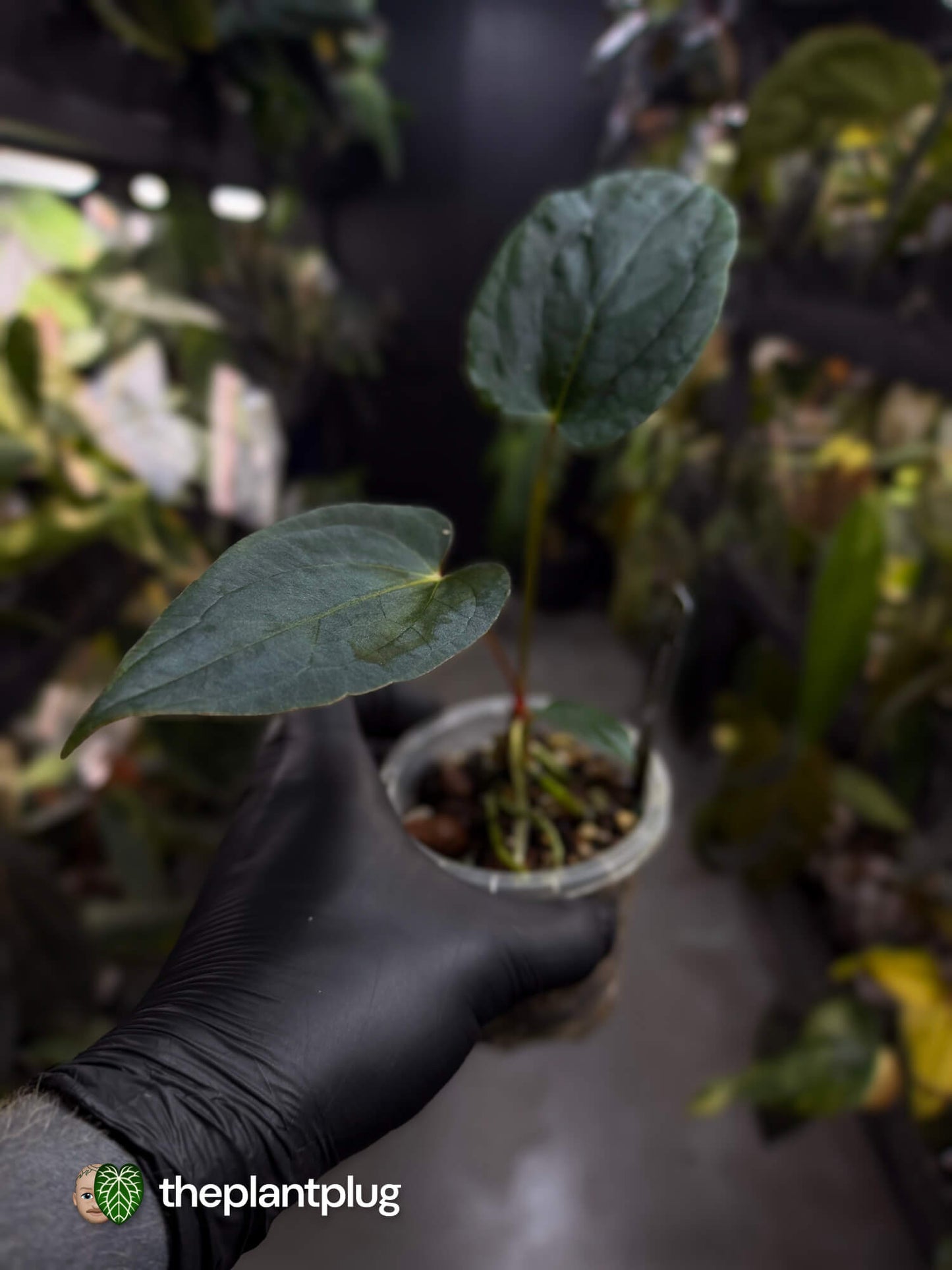 Anthurium #FreakyPapi '2' • select plant.