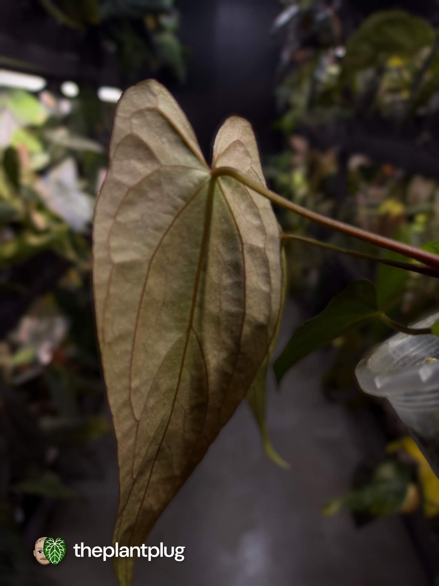 Anthurium #BlackParade • #BlackCherry x MV pap