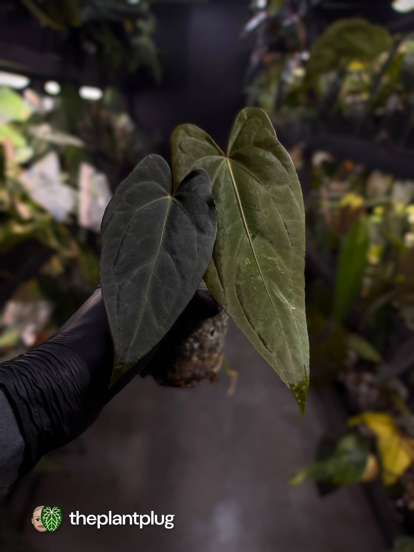 Anthurium #BlackParade • #BlackCherry x MV pap