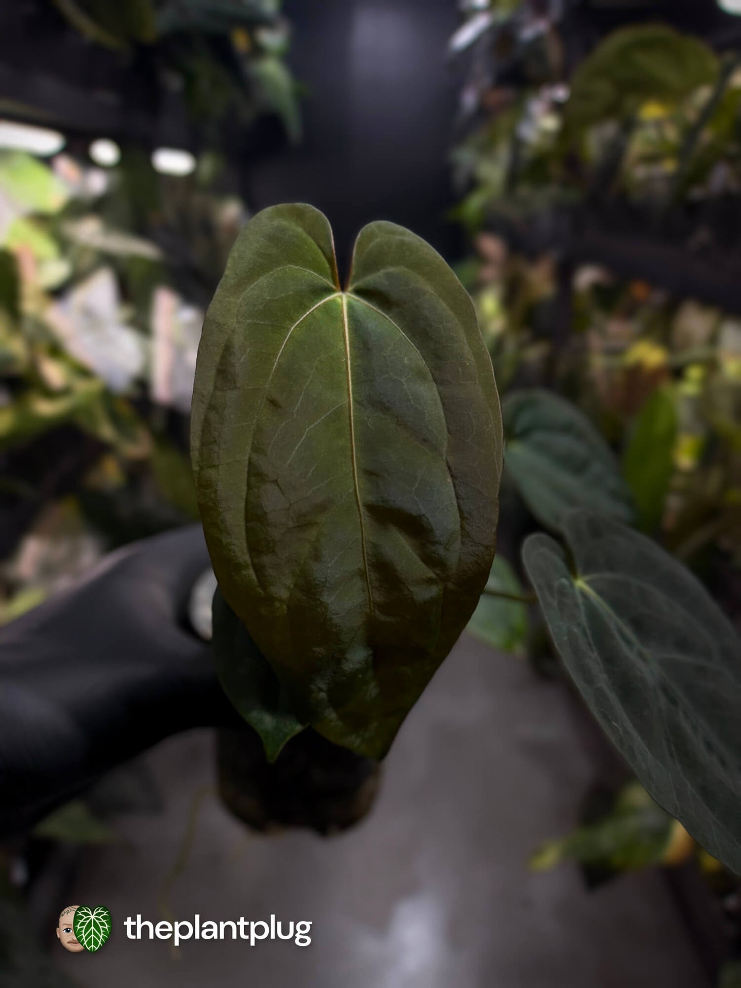Anthurium #BlackParade • #BlackCherry x MV pap