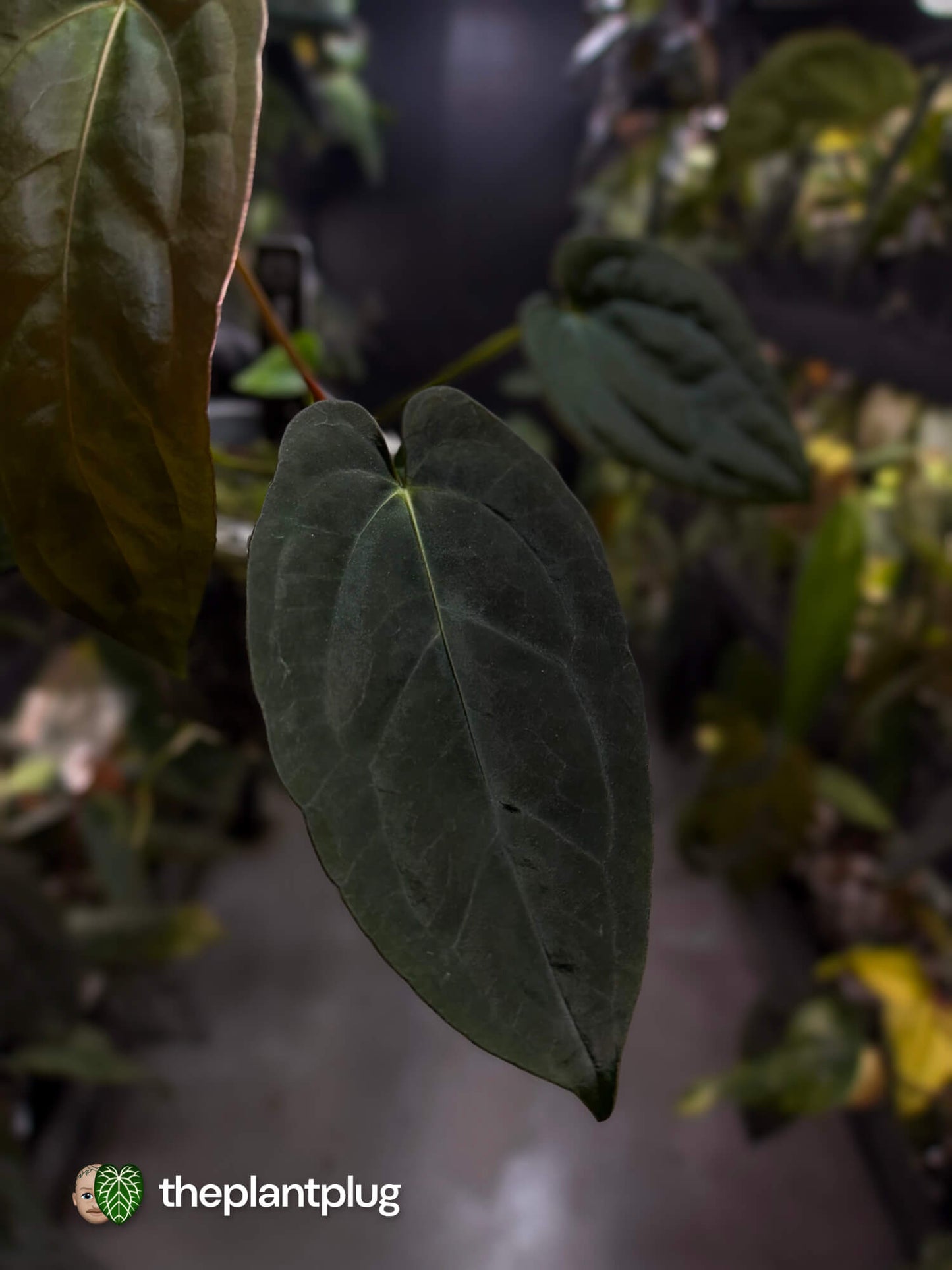 Anthurium #BlackParade • #BlackCherry x MV pap