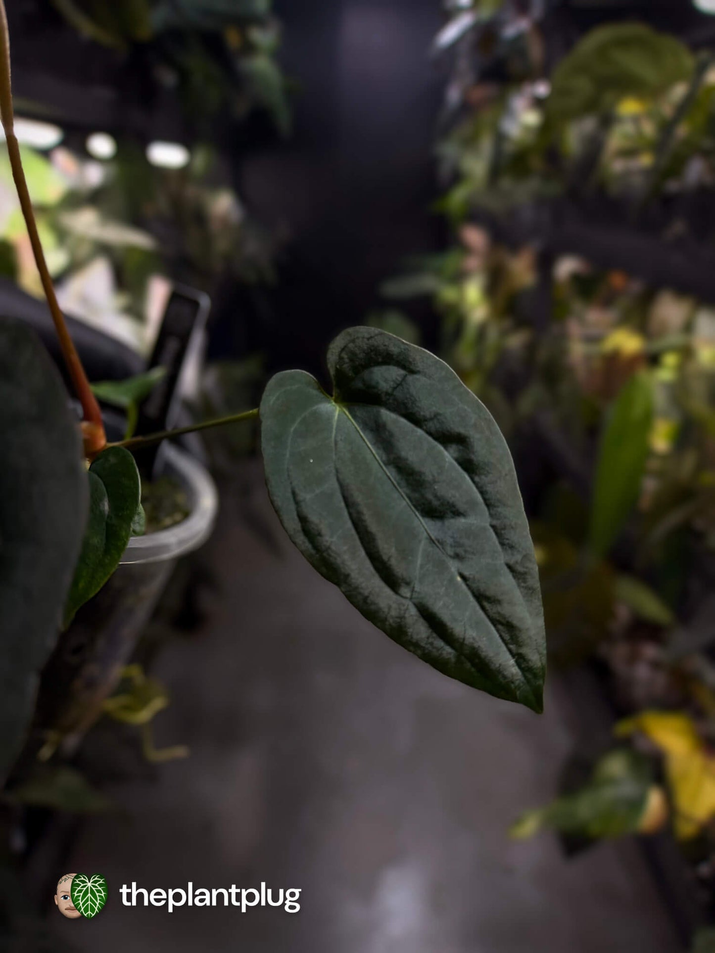 Anthurium #BlackParade • #BlackCherry x MV pap