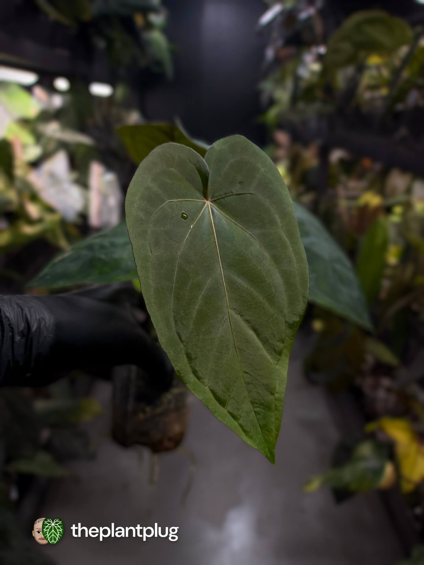 Anthurium #MidnightVelvet x dressleri 'LAS' • select
