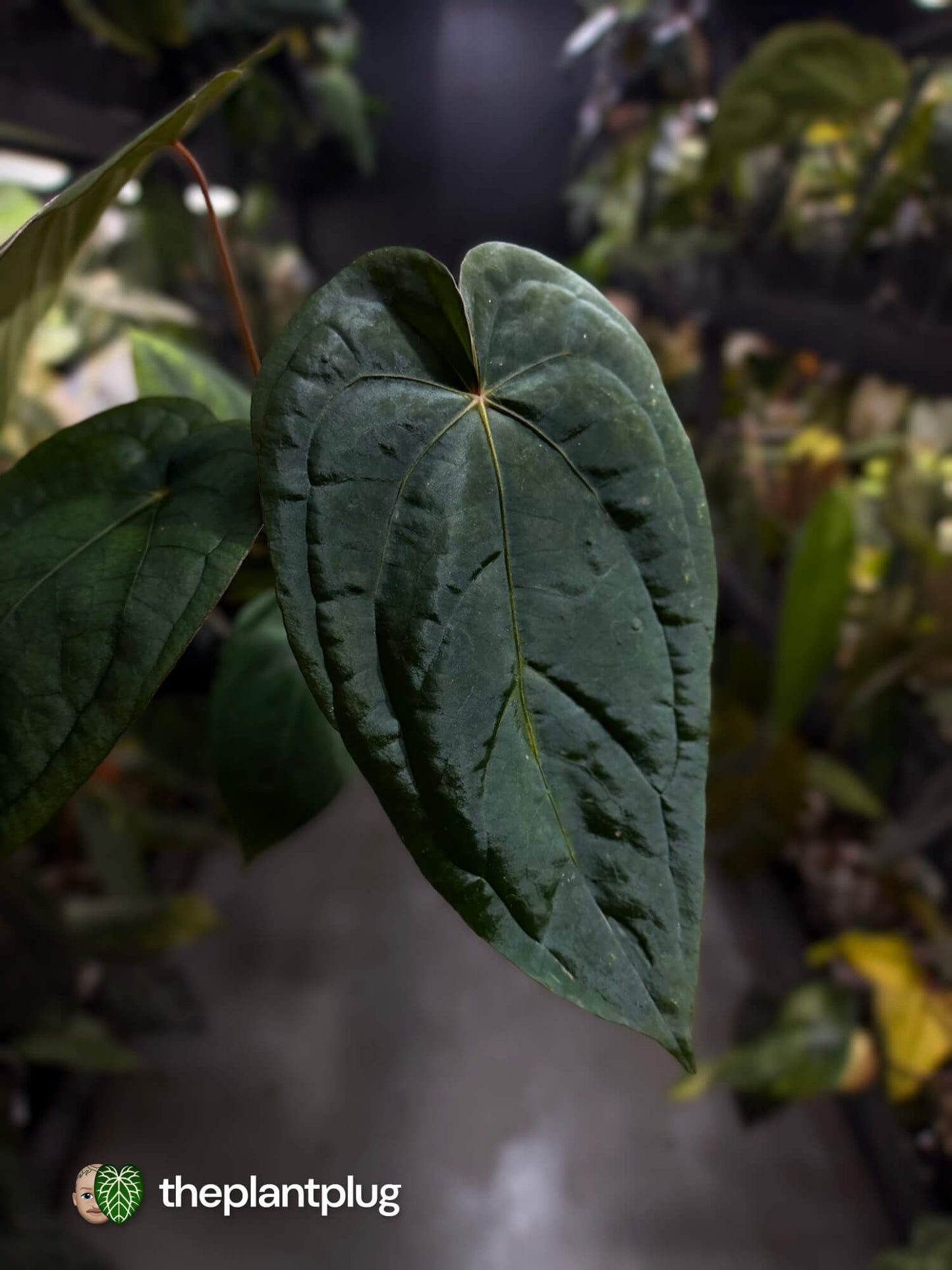 Anthurium #MidnightVelvet x dressleri 'LAS' • select