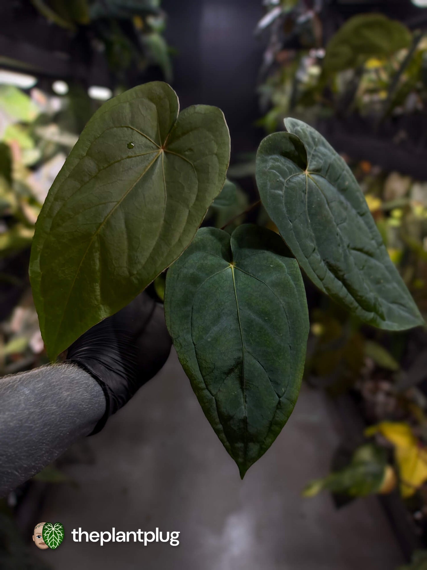 Anthurium #MidnightVelvet x dressleri 'LAS' • select