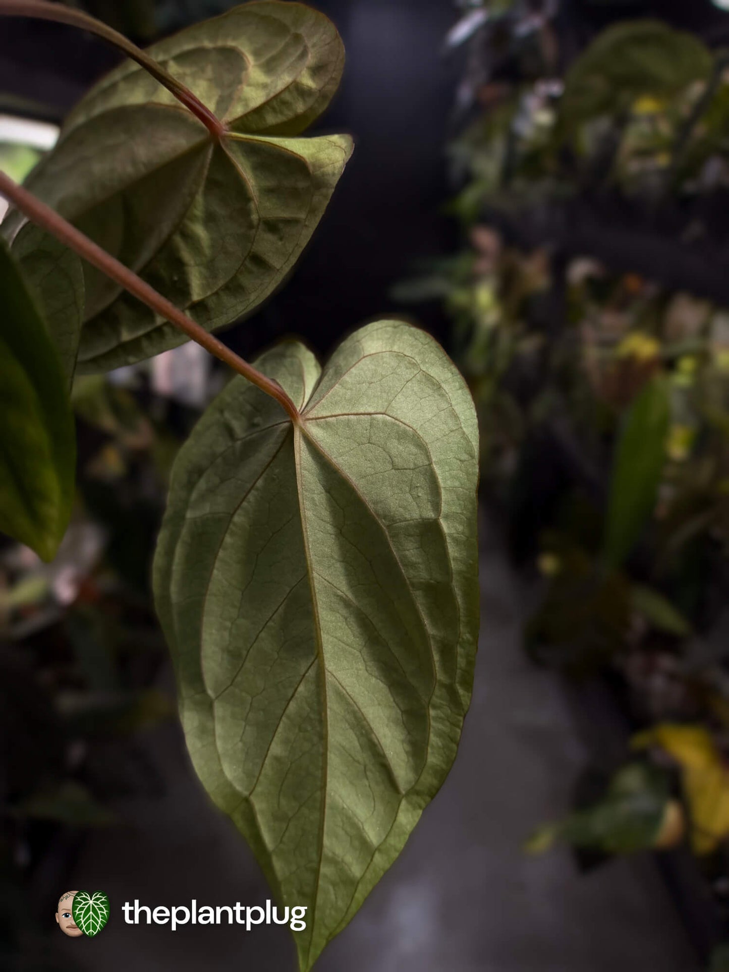 Anthurium #MidnightVelvet x dressleri 'LAS' • select
