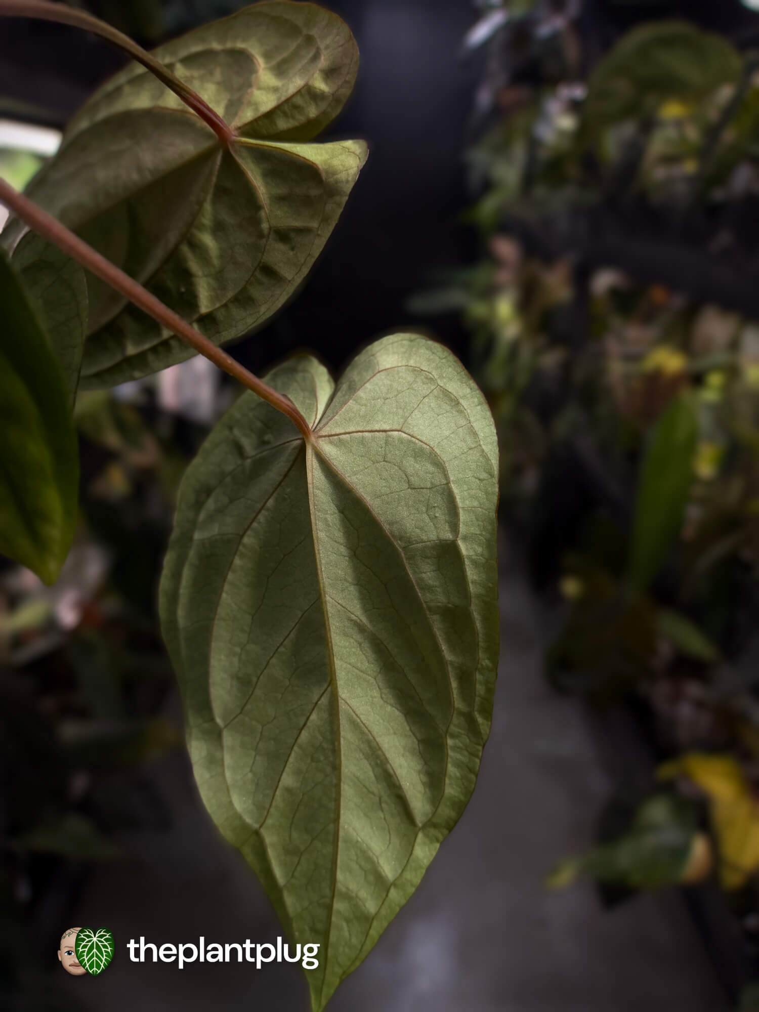 Anthurium #MidnightVelvet x dressleri 'LAS' • select