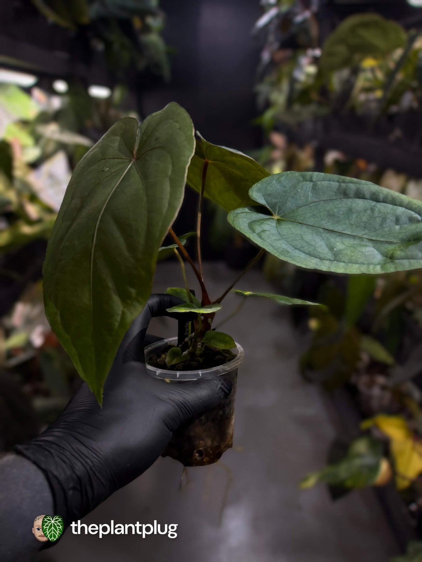 Anthurium #MidnightVelvet x dressleri 'LAS' • select