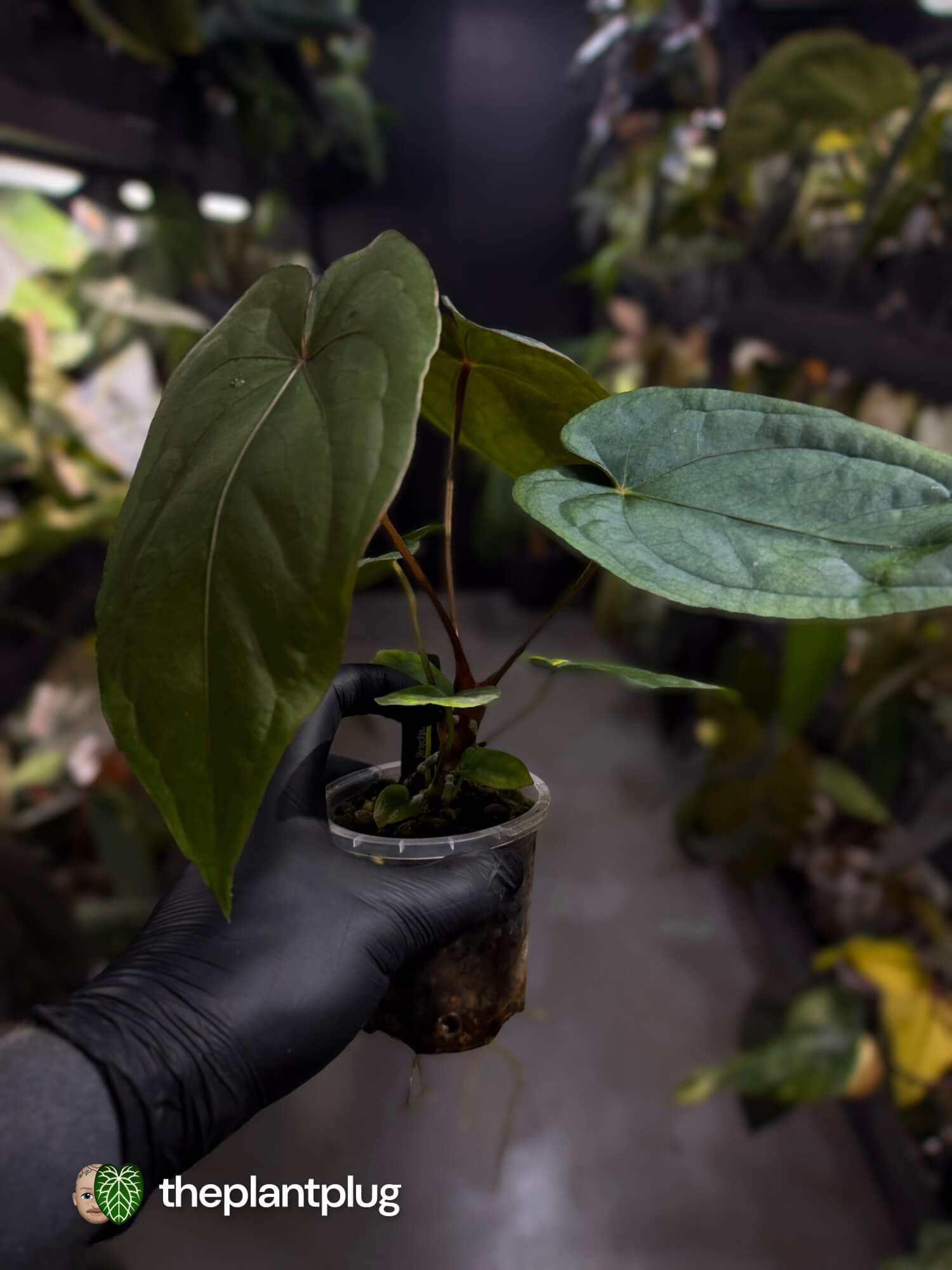 Anthurium #MidnightVelvet x dressleri 'LAS' • select
