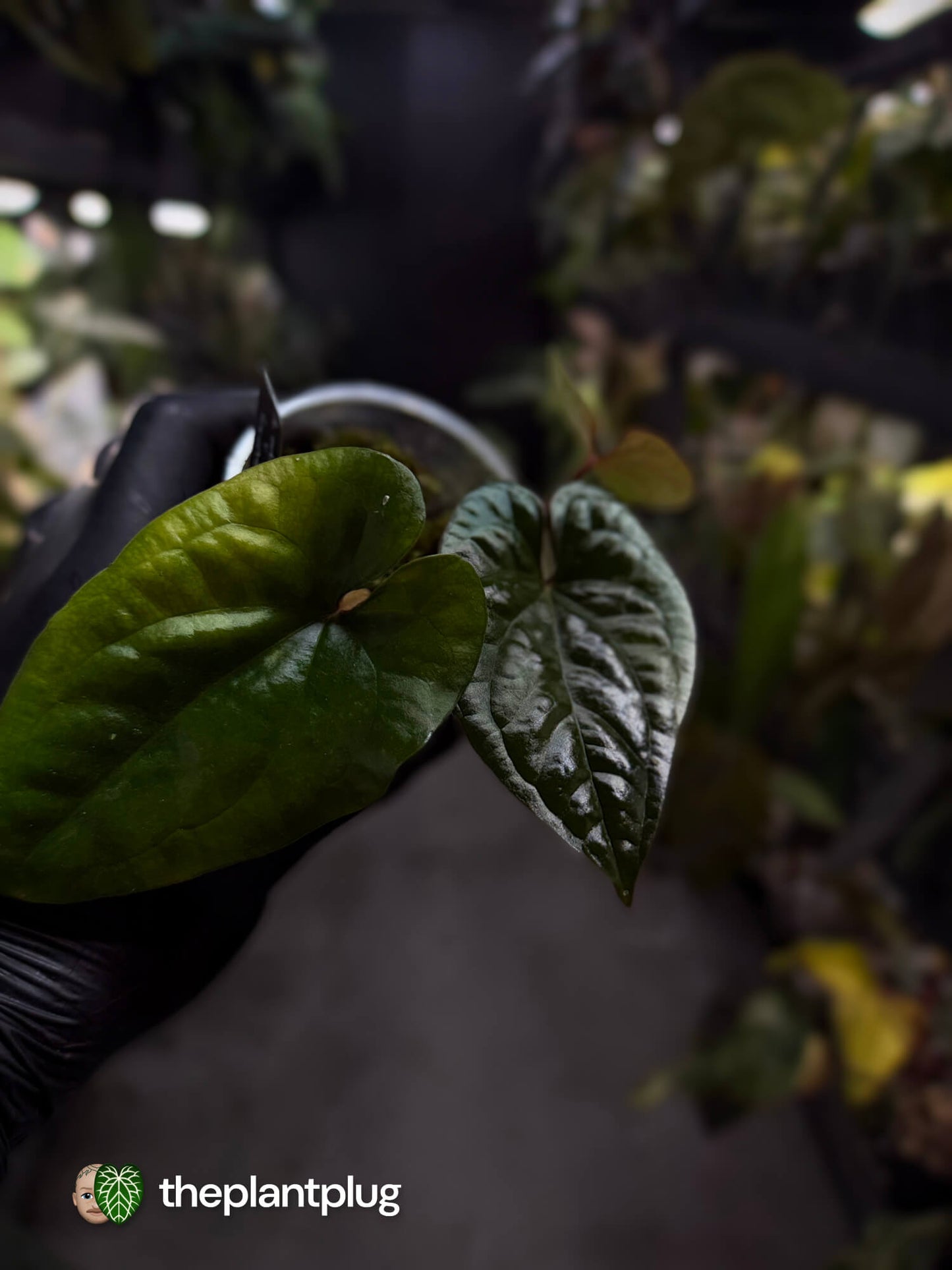 Anthurium ochranthum x luxurians ⭐