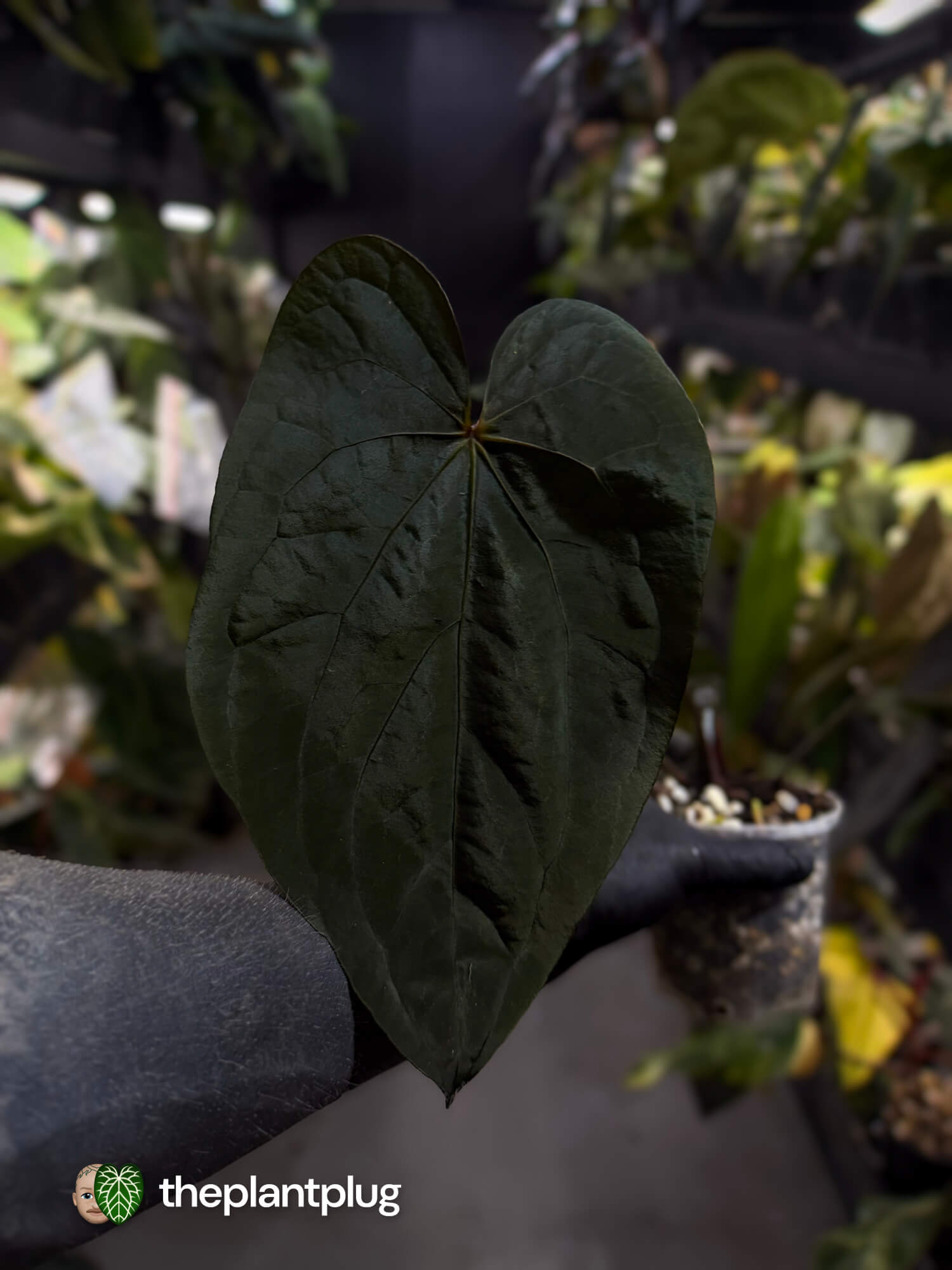 Anthurium #MidnightVelvet 'Deep Ruby' x 'Bloodmoon' 🩸