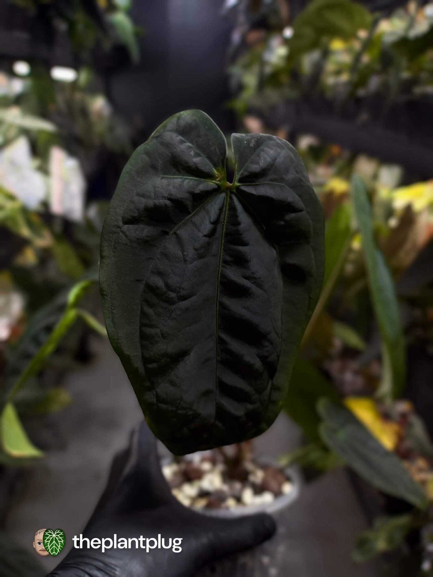 Anthurium #DressSense