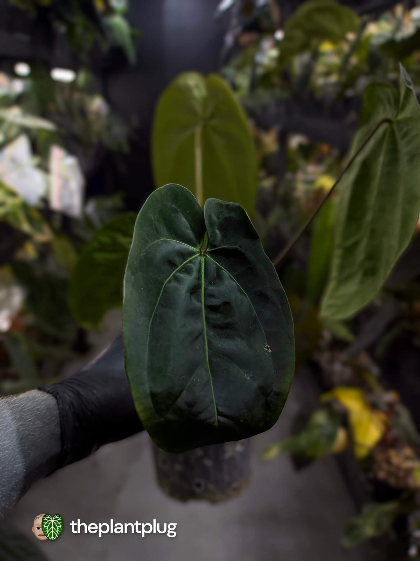 Anthurium #DressSense