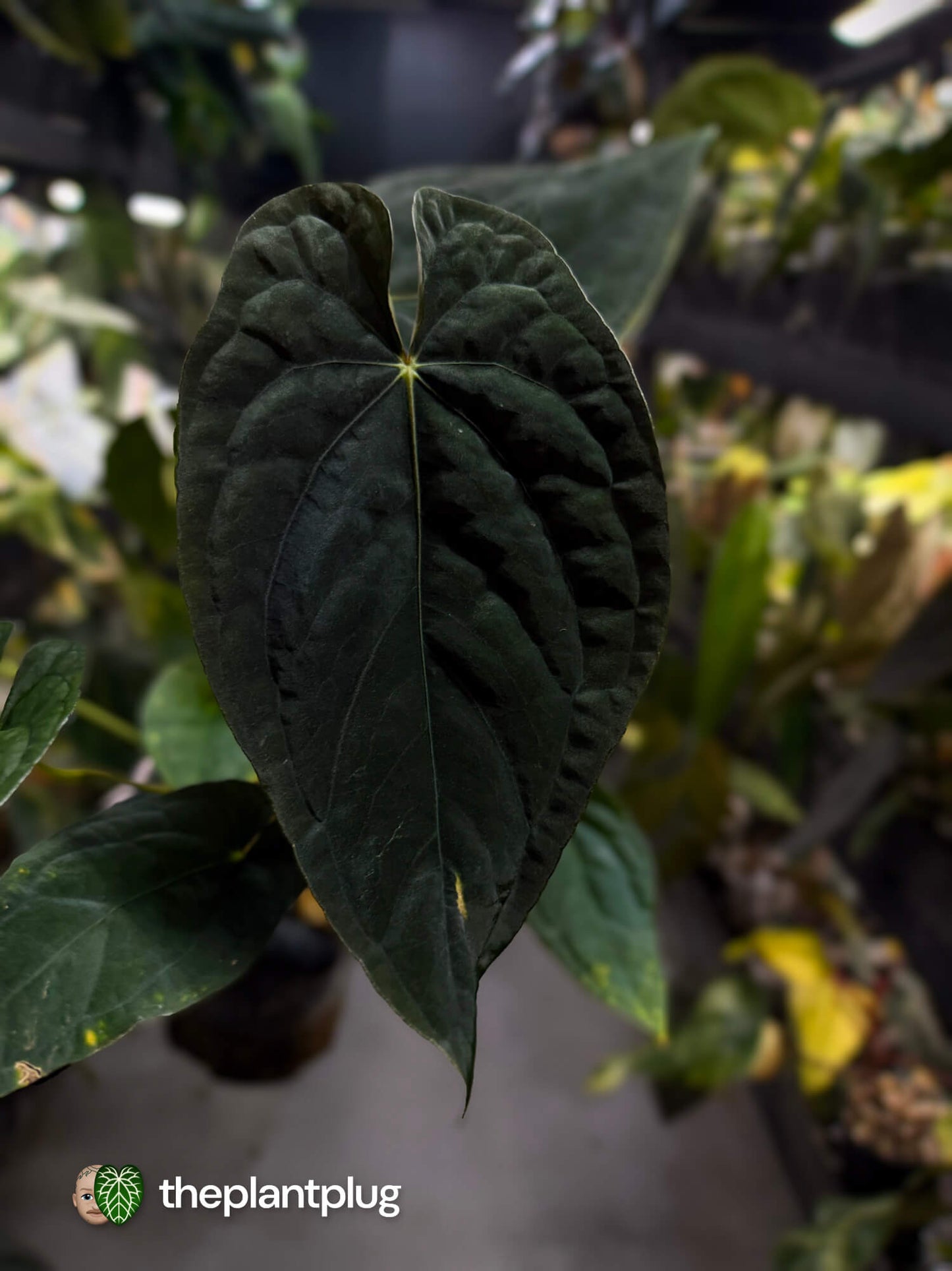 Anthurium #TwinPhoenix f2