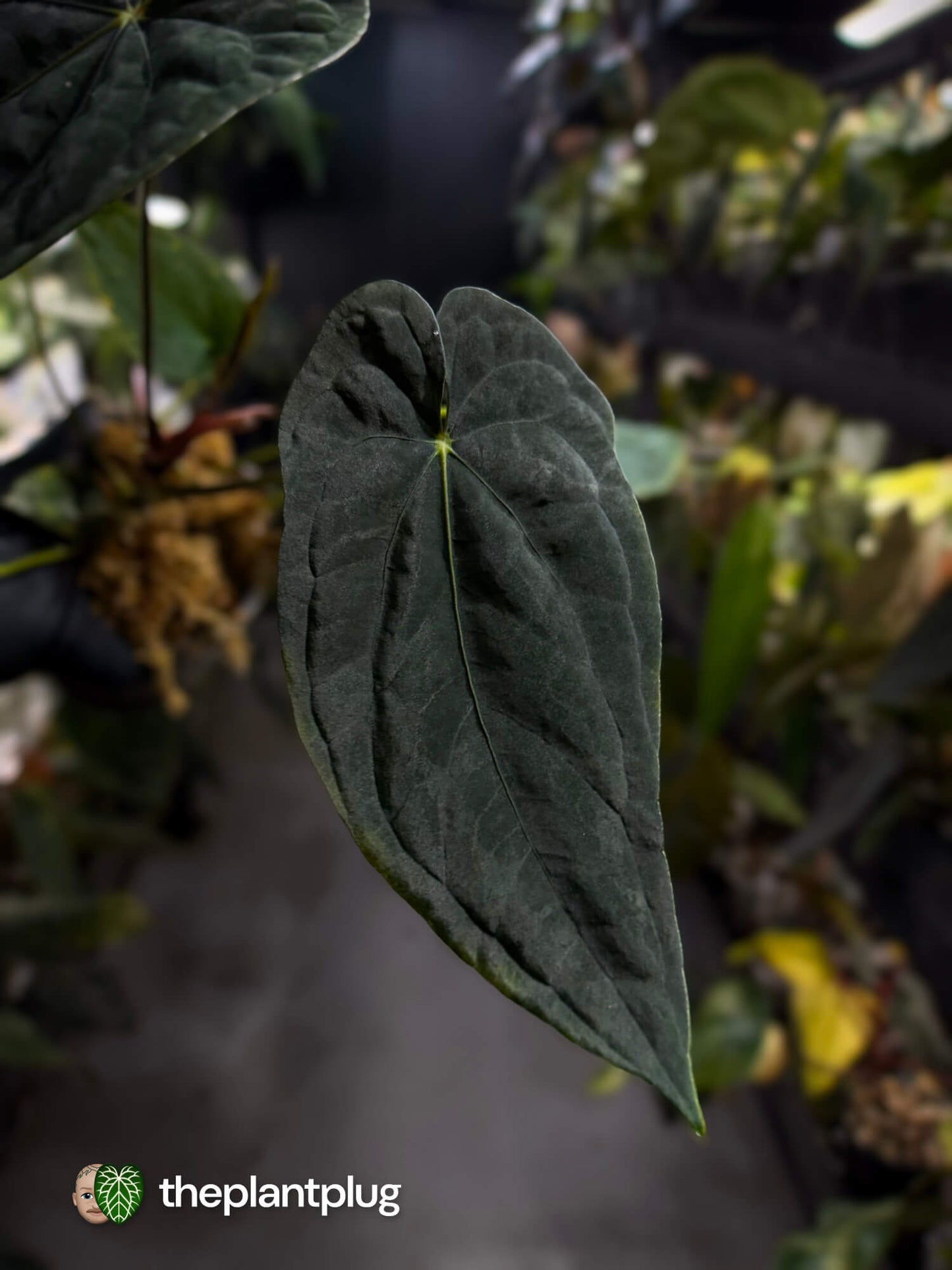 Anthurium #TwinPhoenix f2