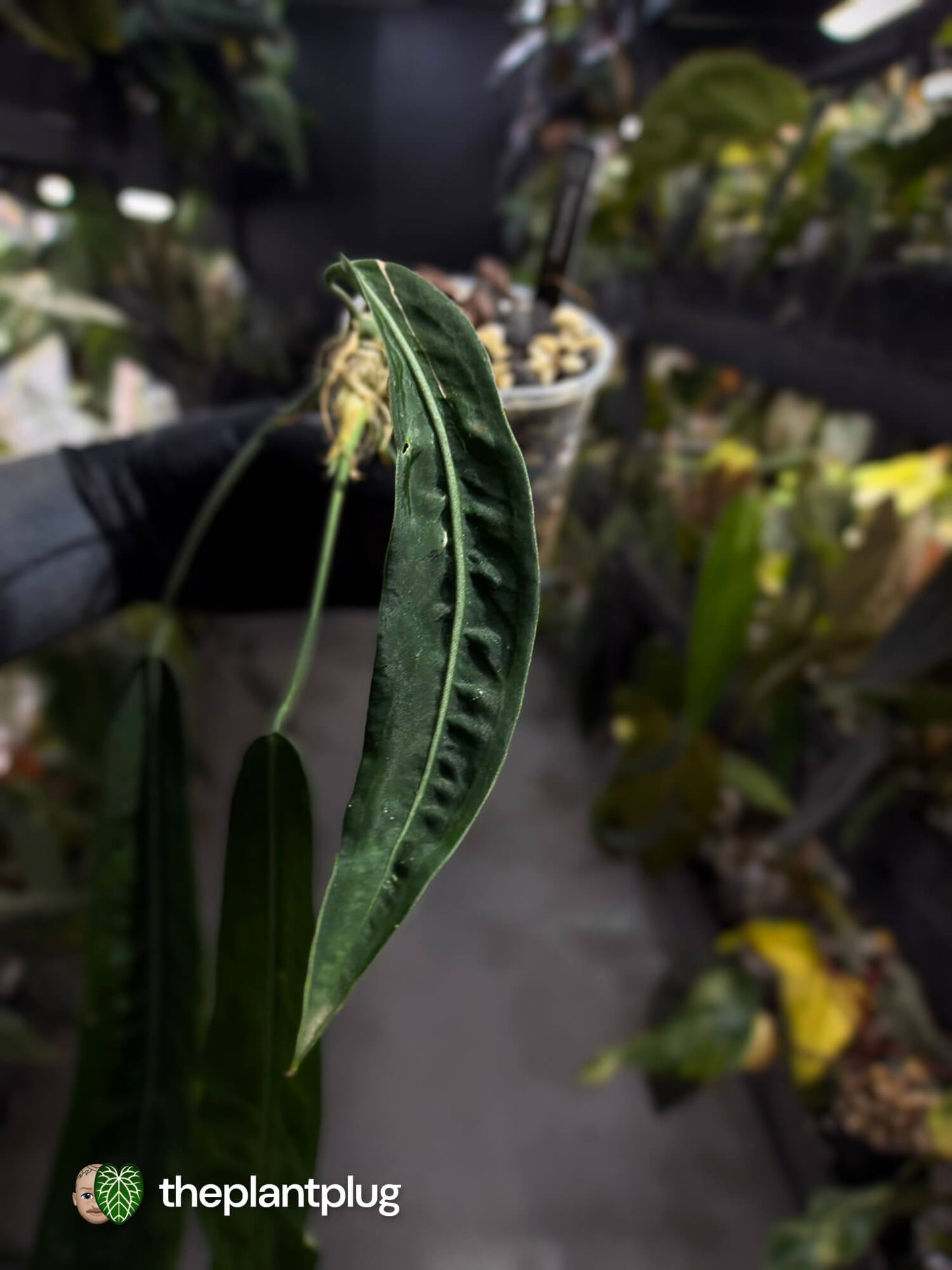 Anthurium pallidiflorum • XL