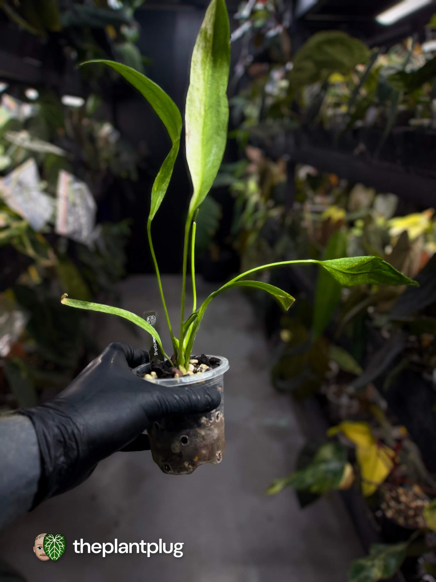 Anthurium vittarifolium variegated • Tri-colour 🌈
