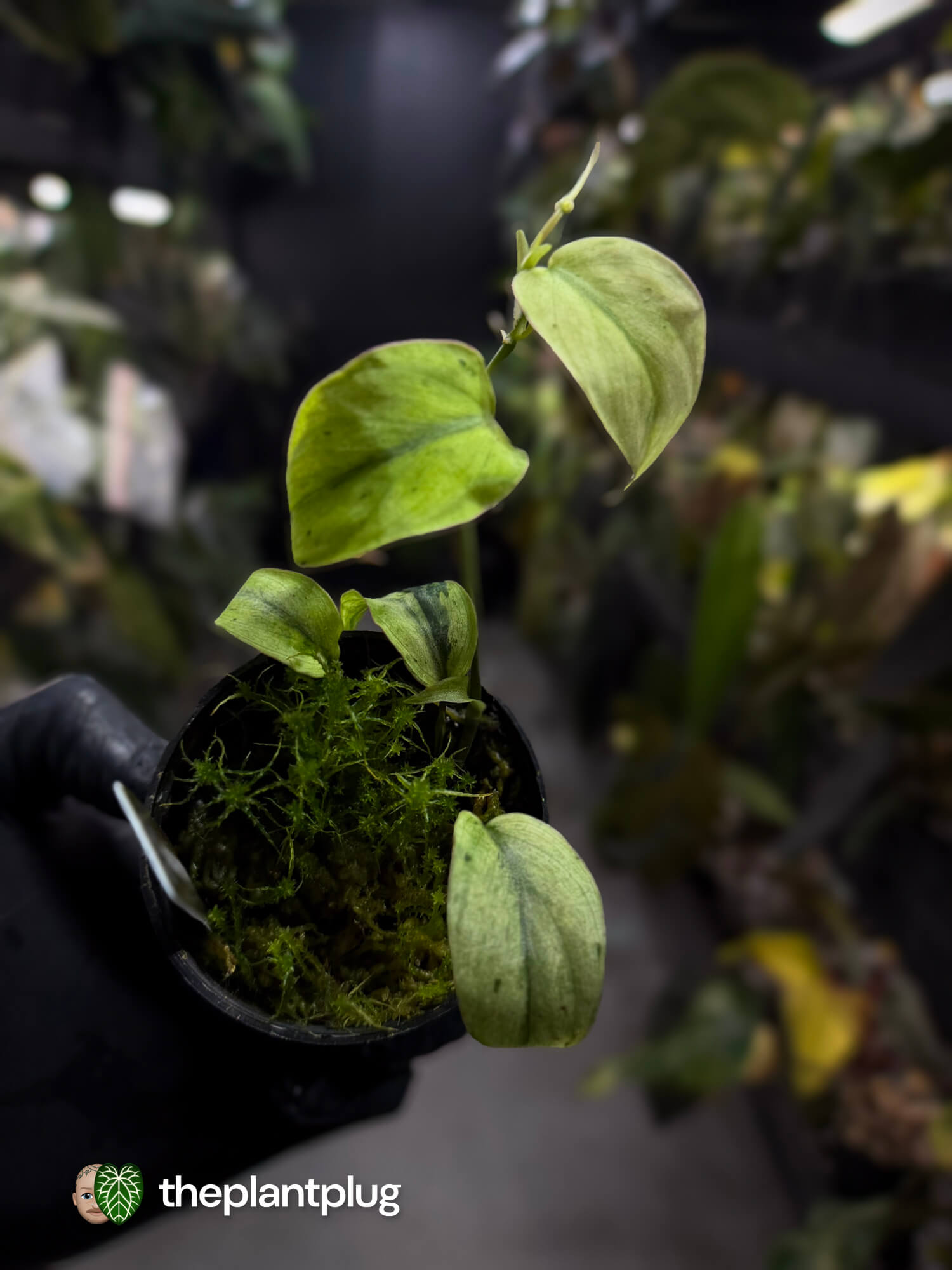 Philodendron micans • marble variegated