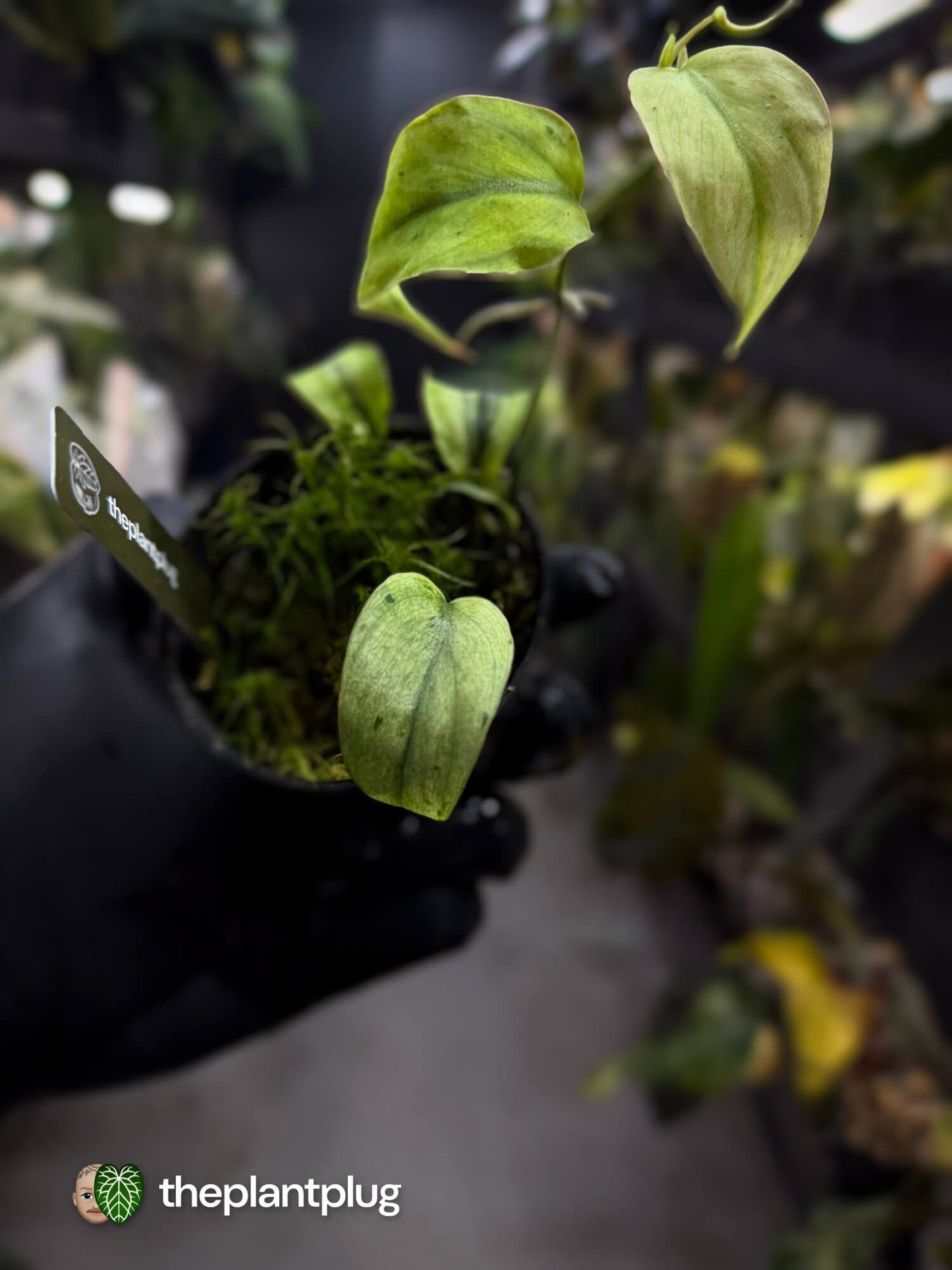 Philodendron micans • marble variegated