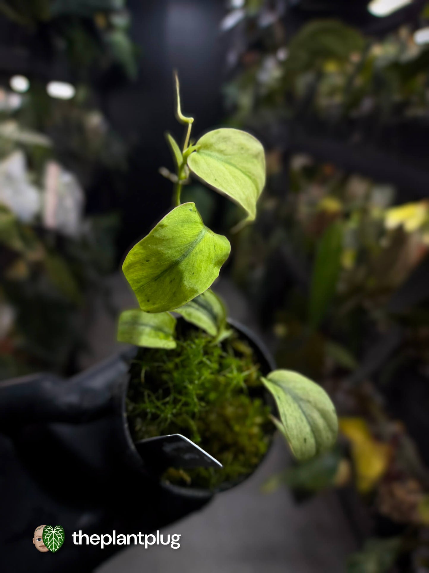 Philodendron micans • marble variegated