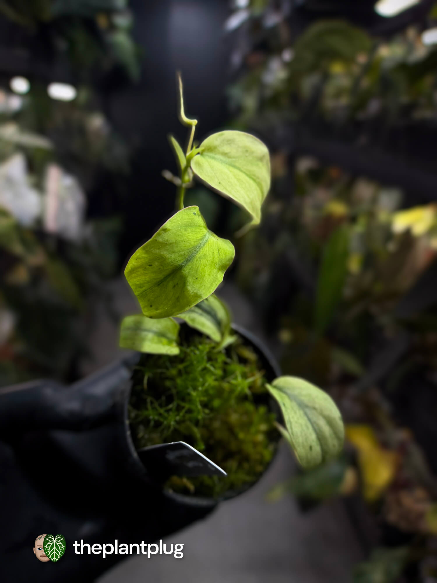 Philodendron micans • marble variegated