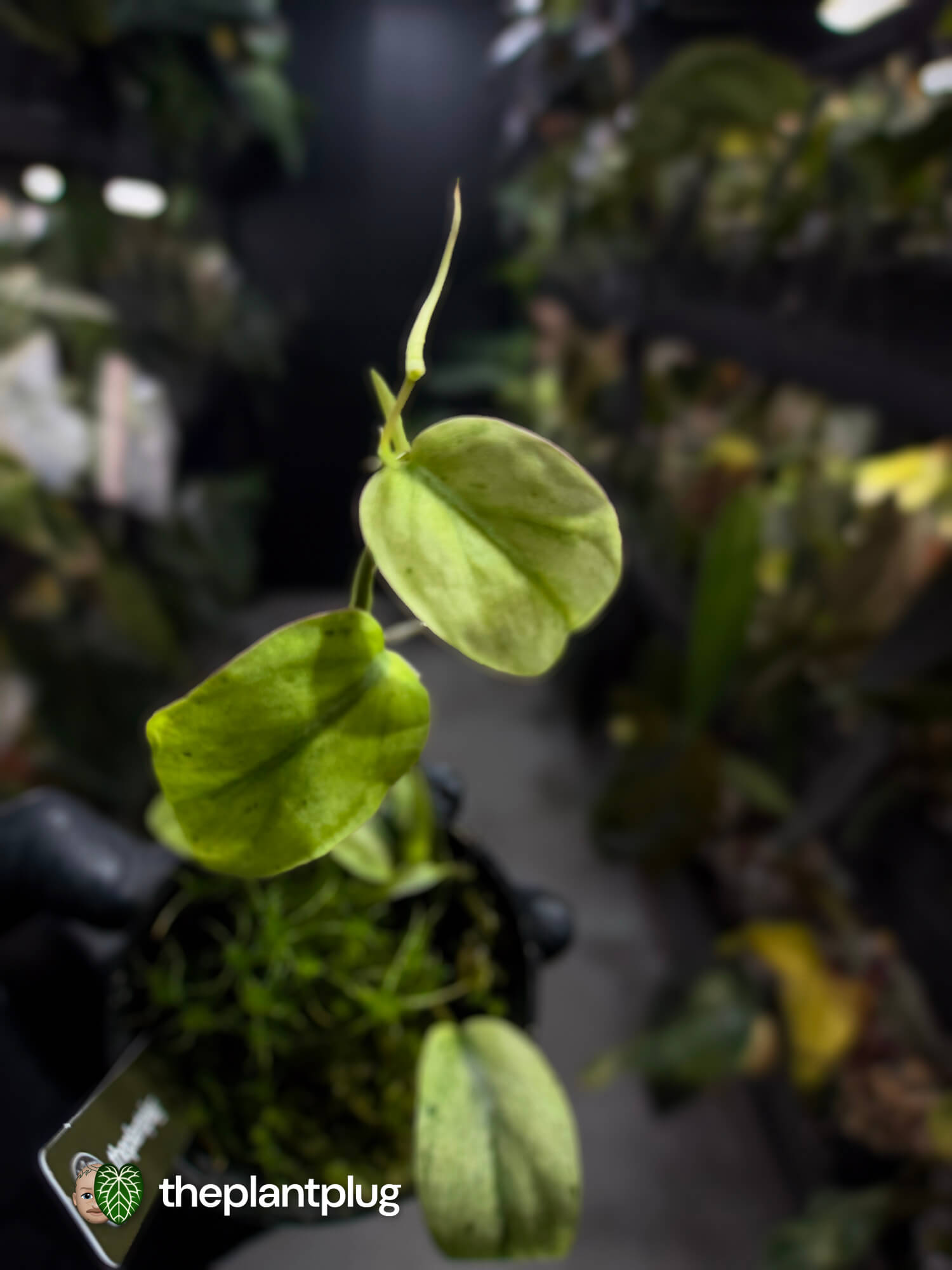 Philodendron micans • marble variegated