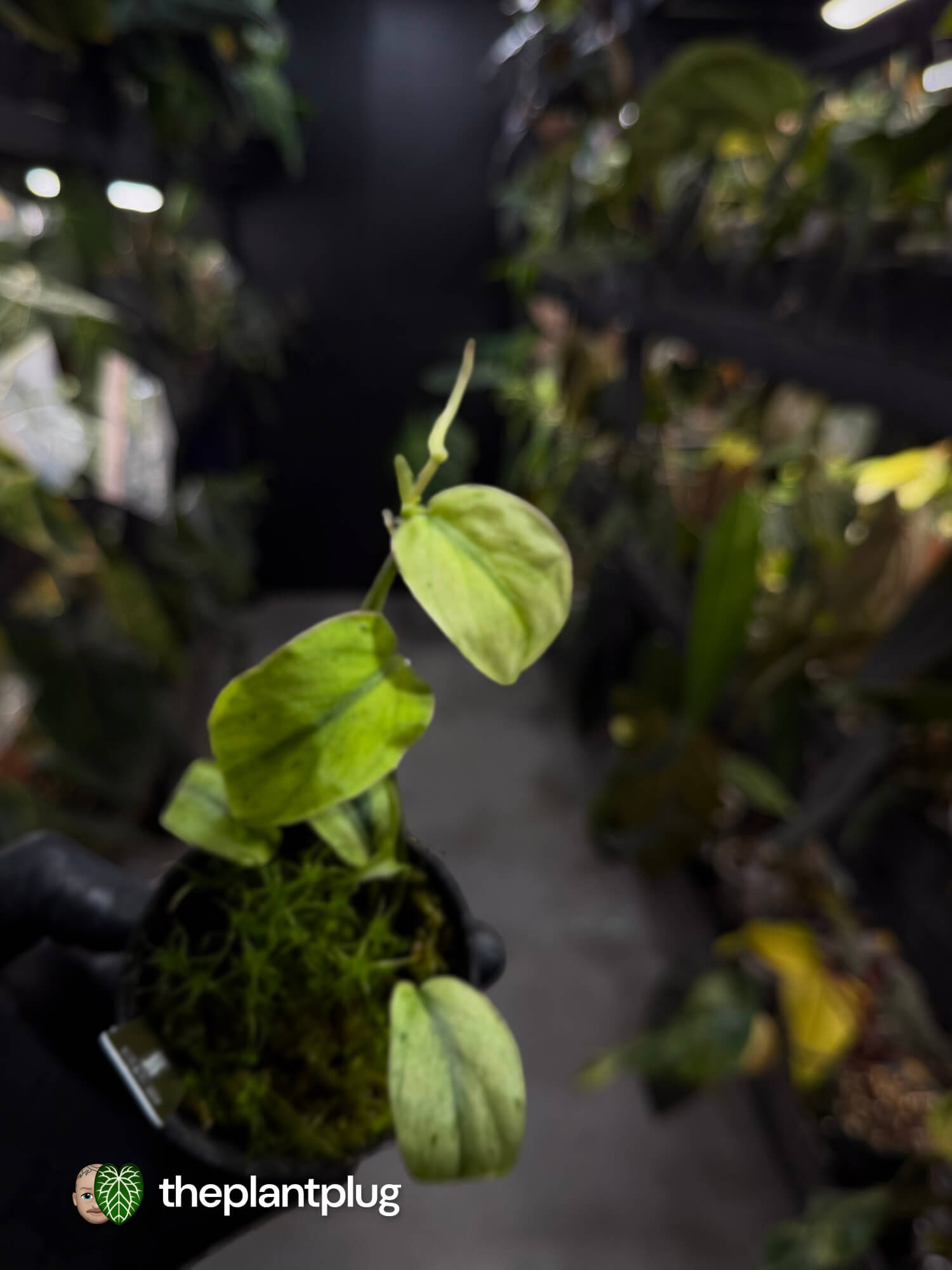 Philodendron micans • marble variegated