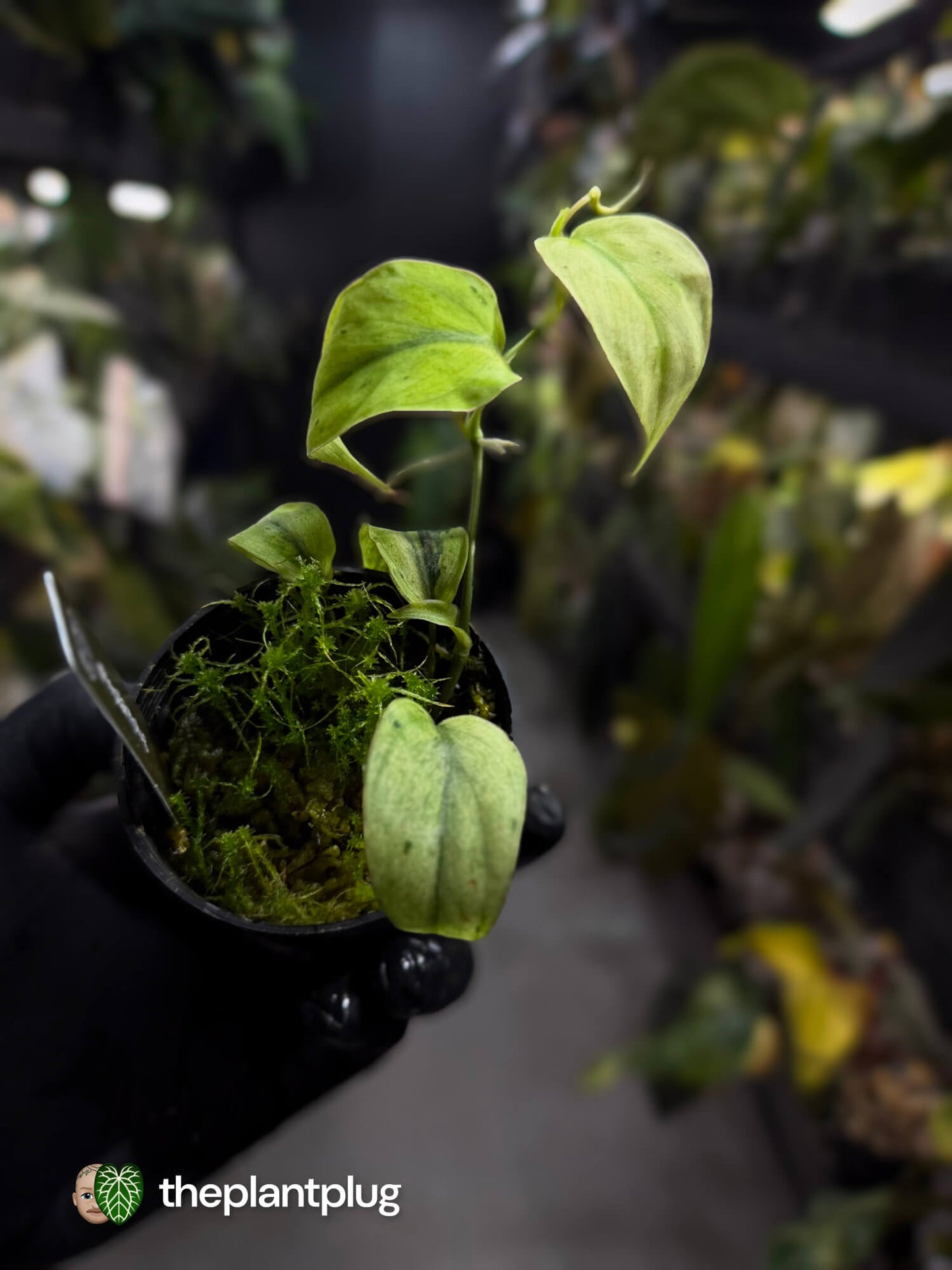Philodendron micans • marble variegated