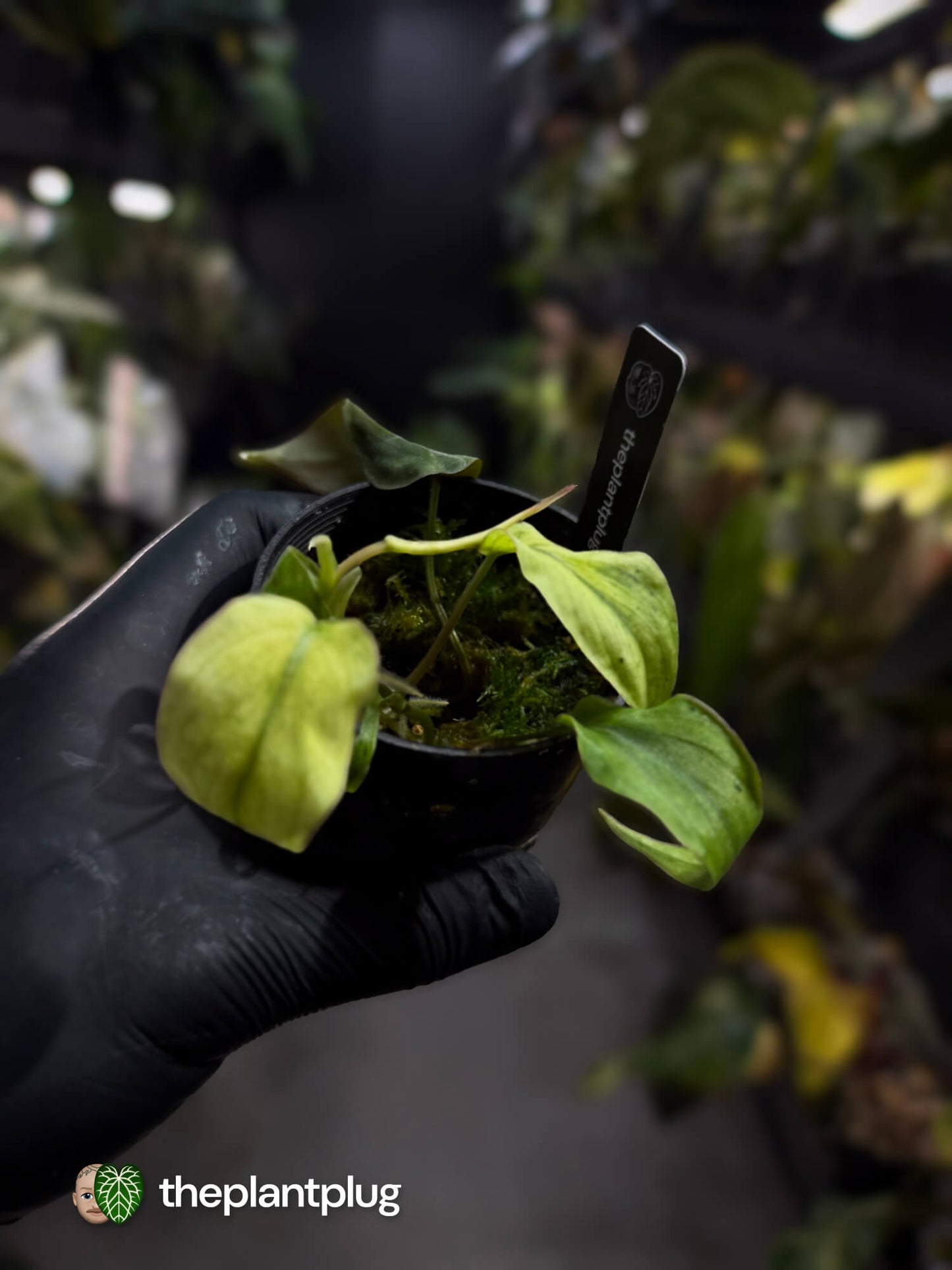 Philodendron micans • marble variegated