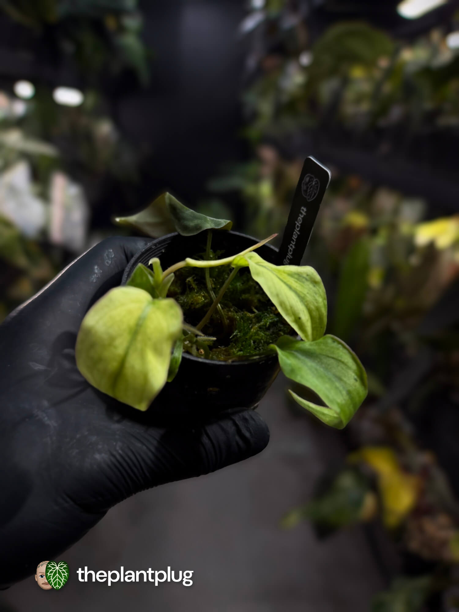 Philodendron micans • marble variegated