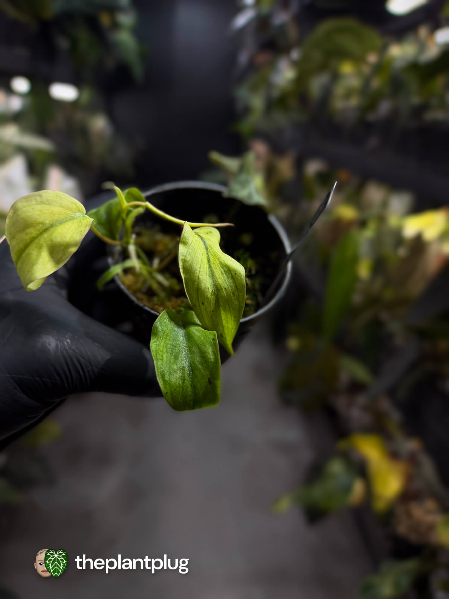 Philodendron micans • marble variegated