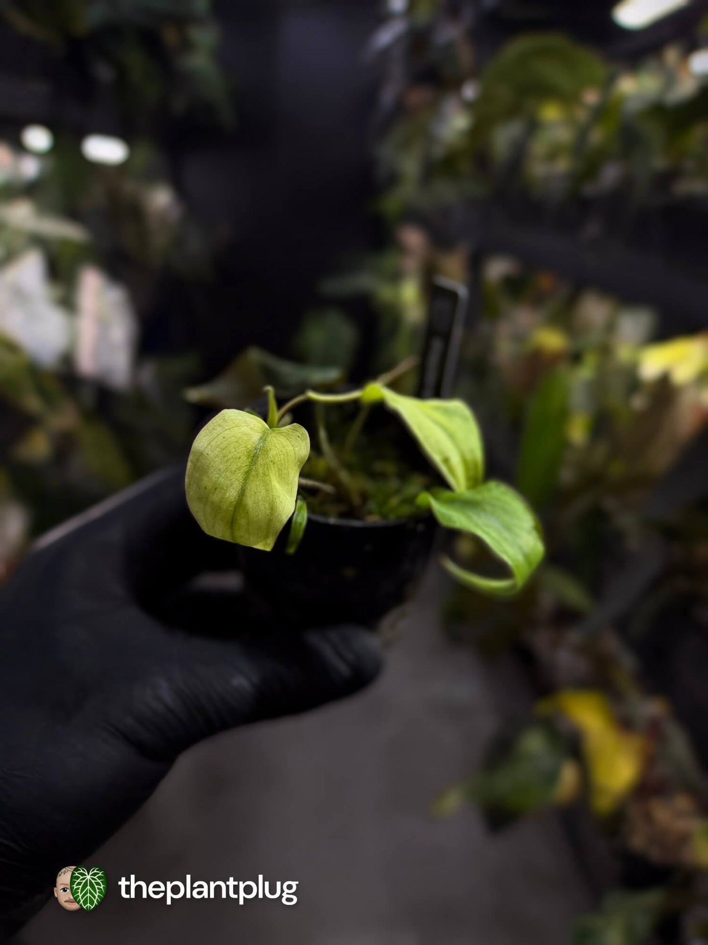 Philodendron micans • marble variegated