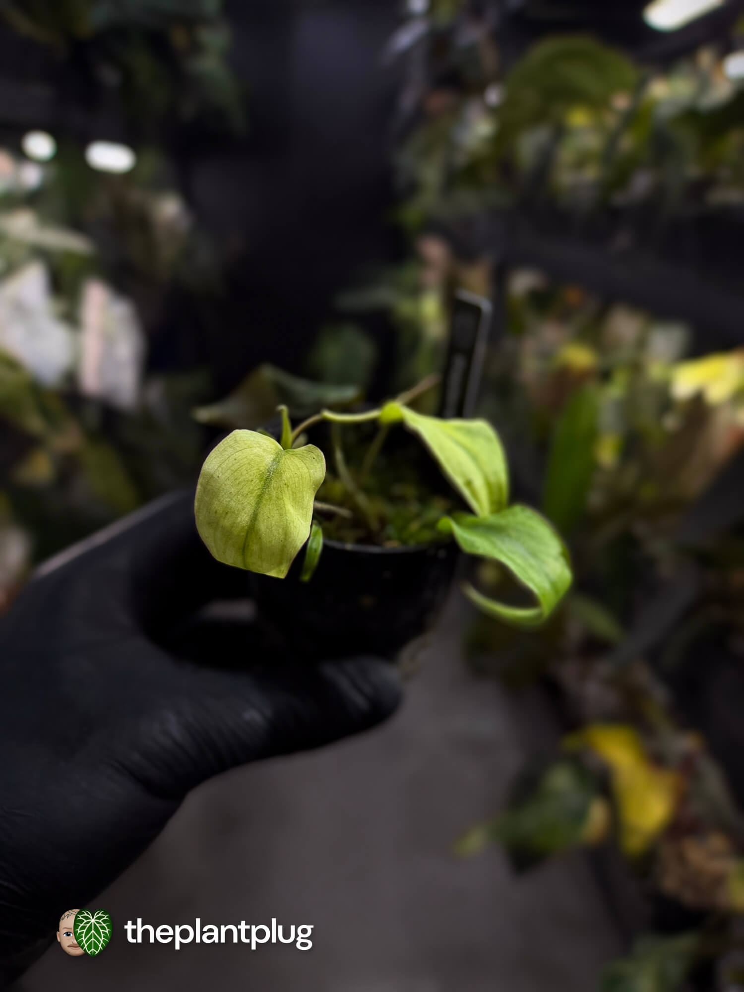 Philodendron micans • marble variegated