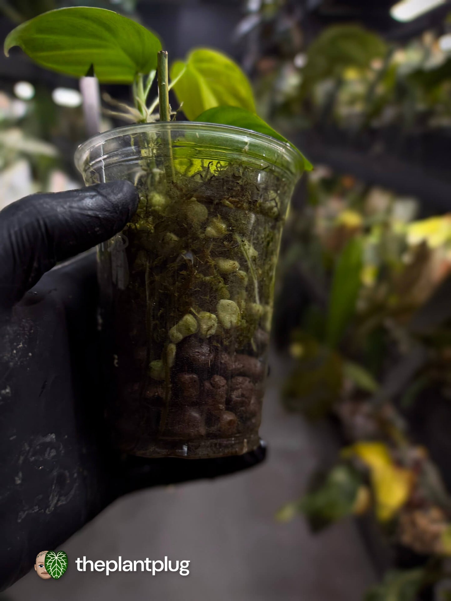 Philodendron micans • variegated