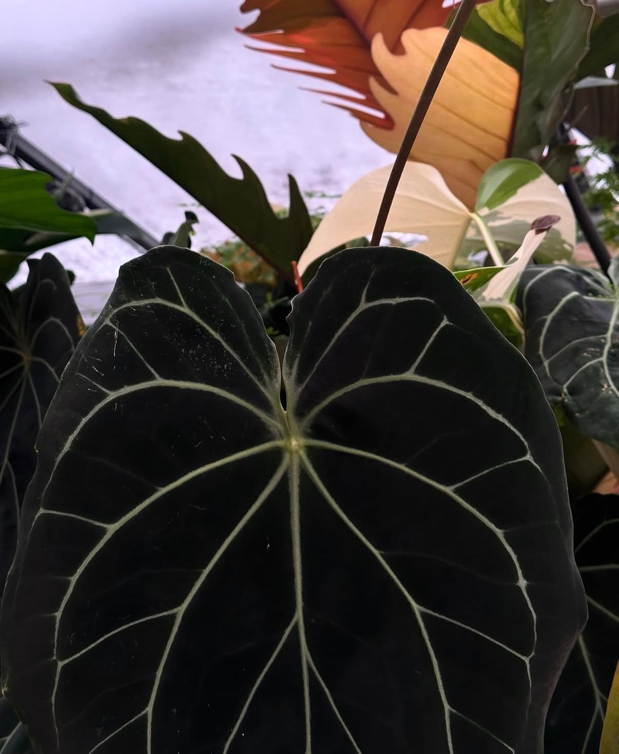 Anthurium ZaraMichelle carla x Black Widow • germinated seeds
