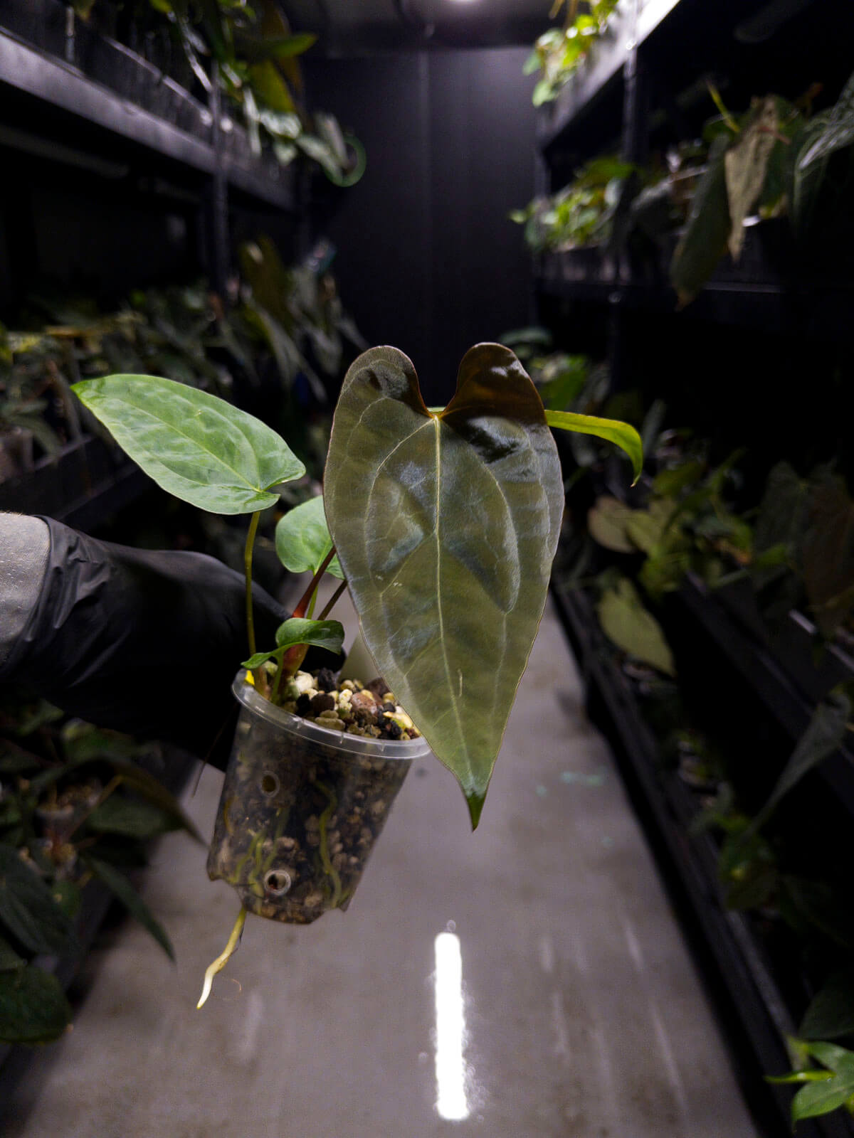 Anthurium #UluruDreams • papillilaminum x dressleri ex. JS x 'Dropbear'