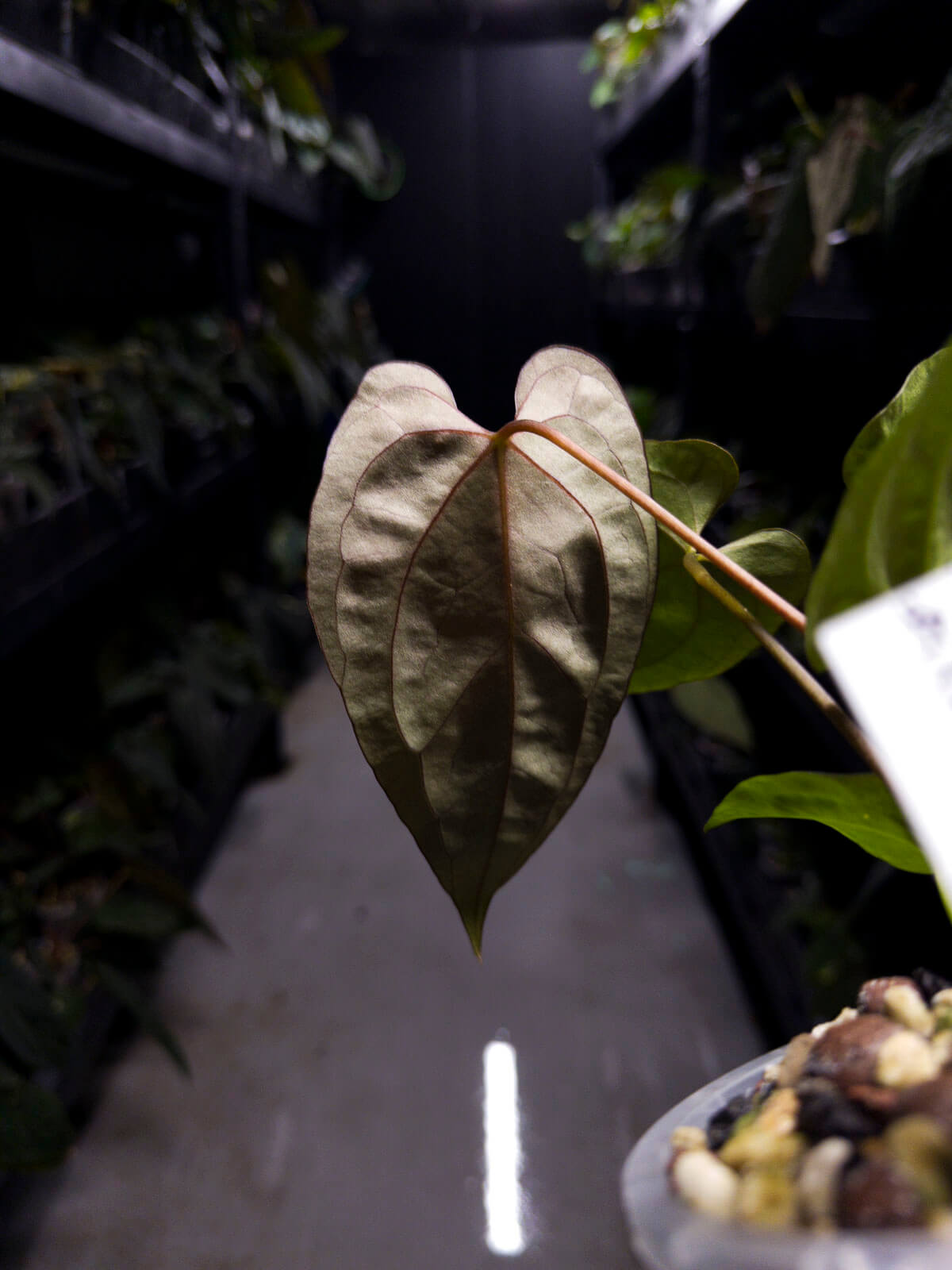 Anthurium #UluruDreams • papillilaminum x dressleri ex. JS x 'Dropbear'