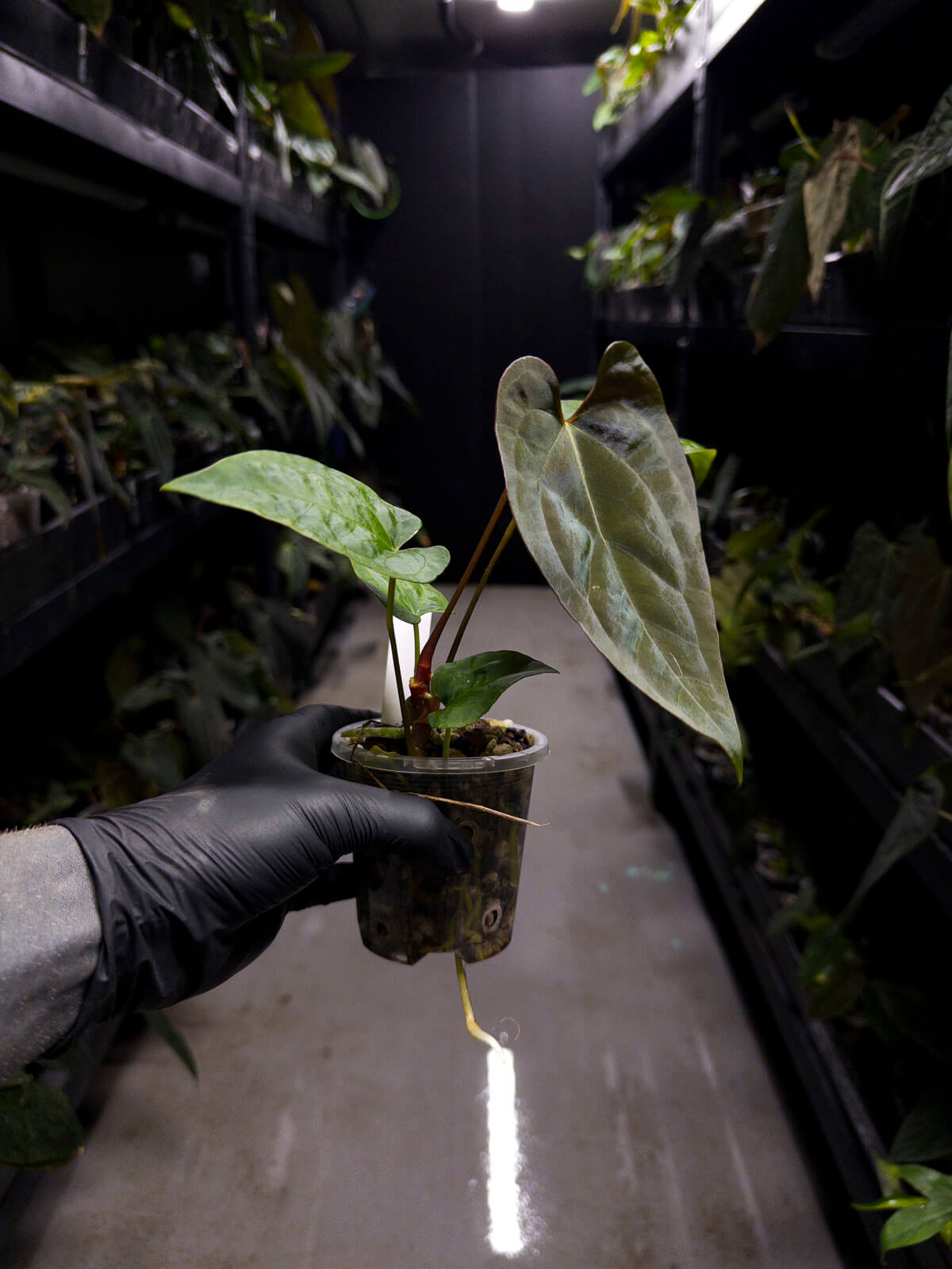 Anthurium #UluruDreams • papillilaminum x dressleri ex. JS x 'Dropbear'