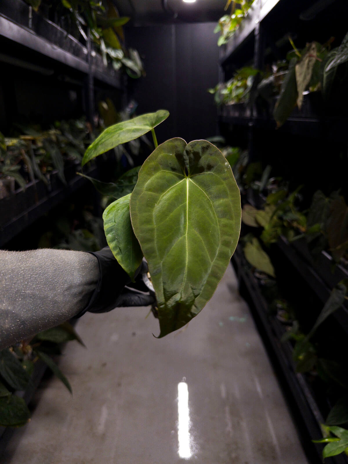 Anthurium #BlinkyBill • #TwinPhoenix x 'Drop Bear'