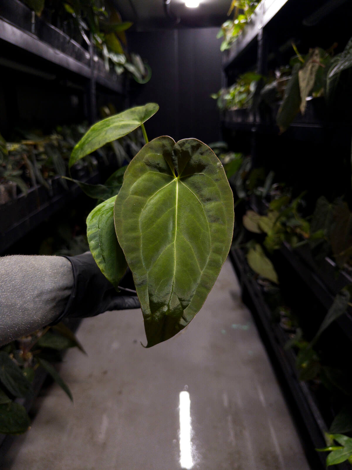 Anthurium #BlinkyBill • #TwinPhoenix x 'Drop Bear'