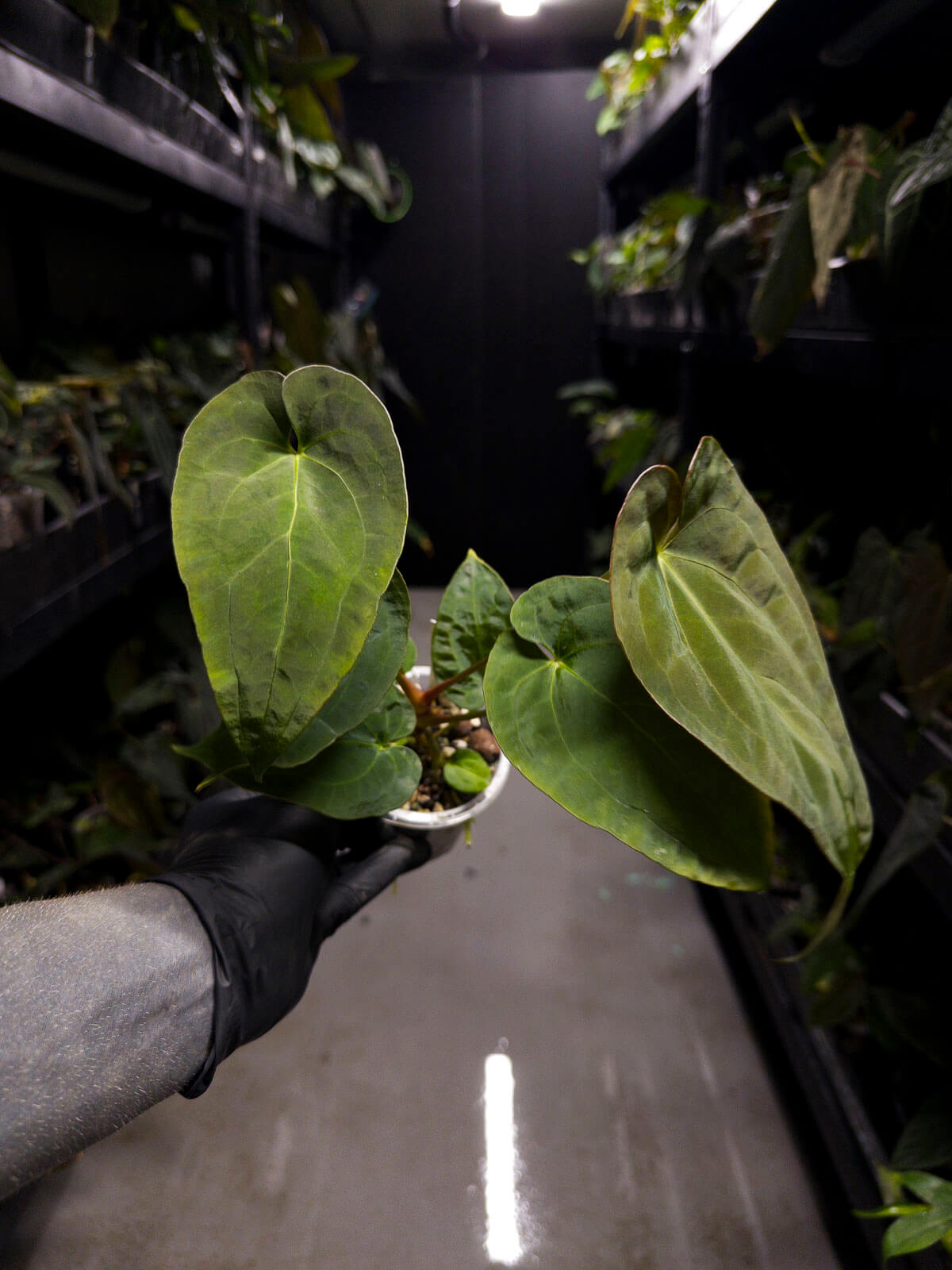 Anthurium #BlinkyBill • #TwinPhoenix x 'Drop Bear'